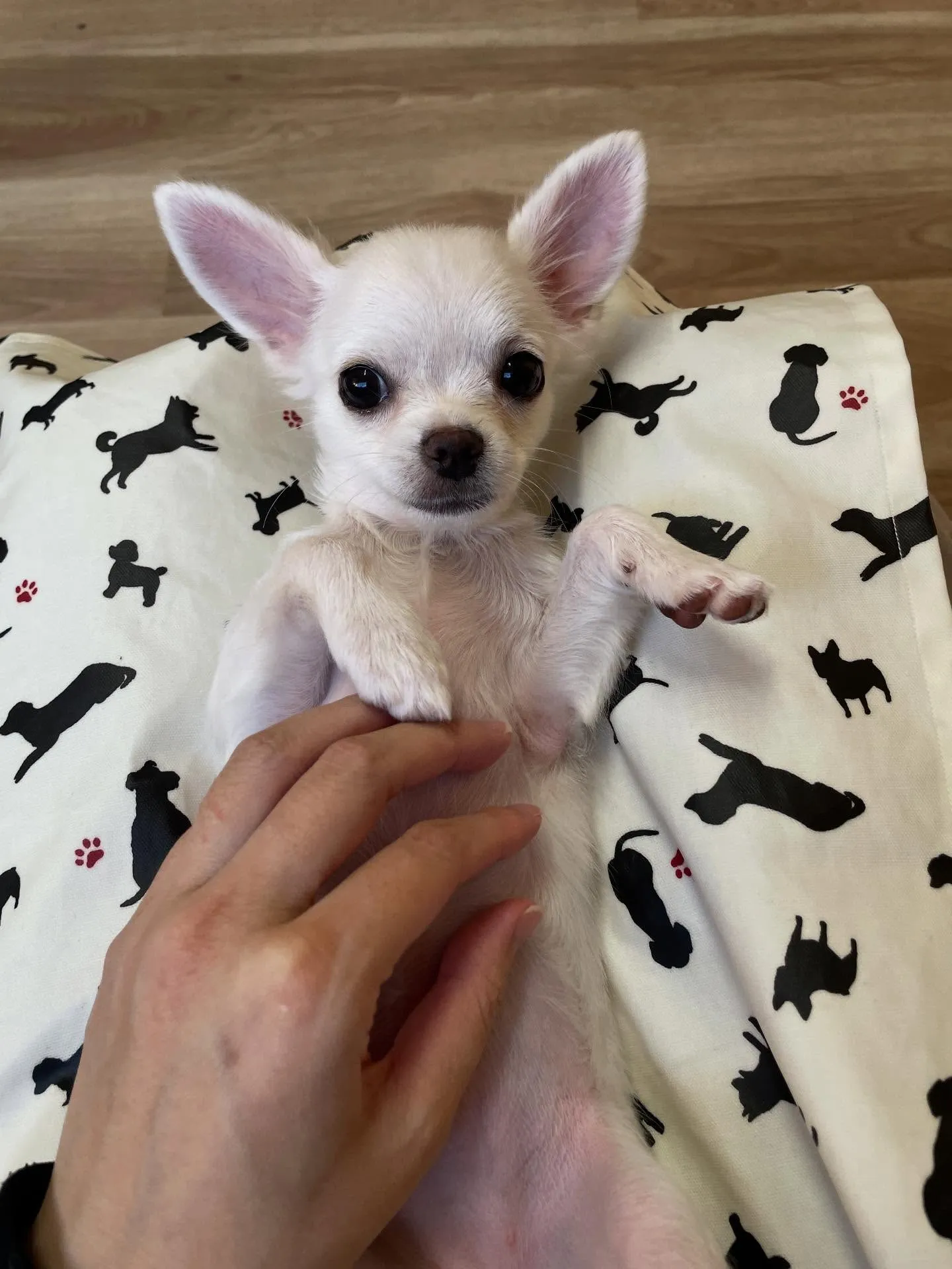 🍃今日のトリミング🍃チワワ🐶｜名東区・千種区・守山区の動物病...