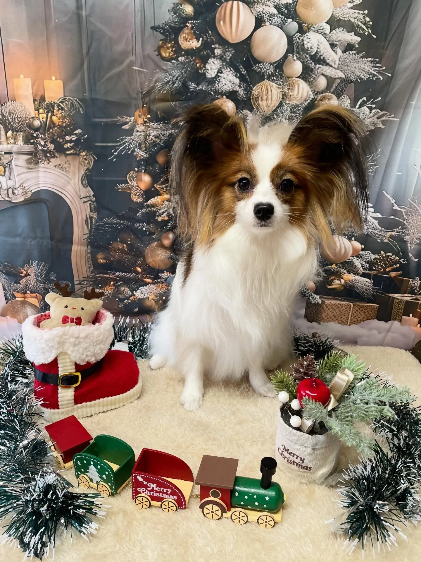 🍃今日のトリミング🍃パピヨン🐶｜名東区・千種区・守山区の動物...