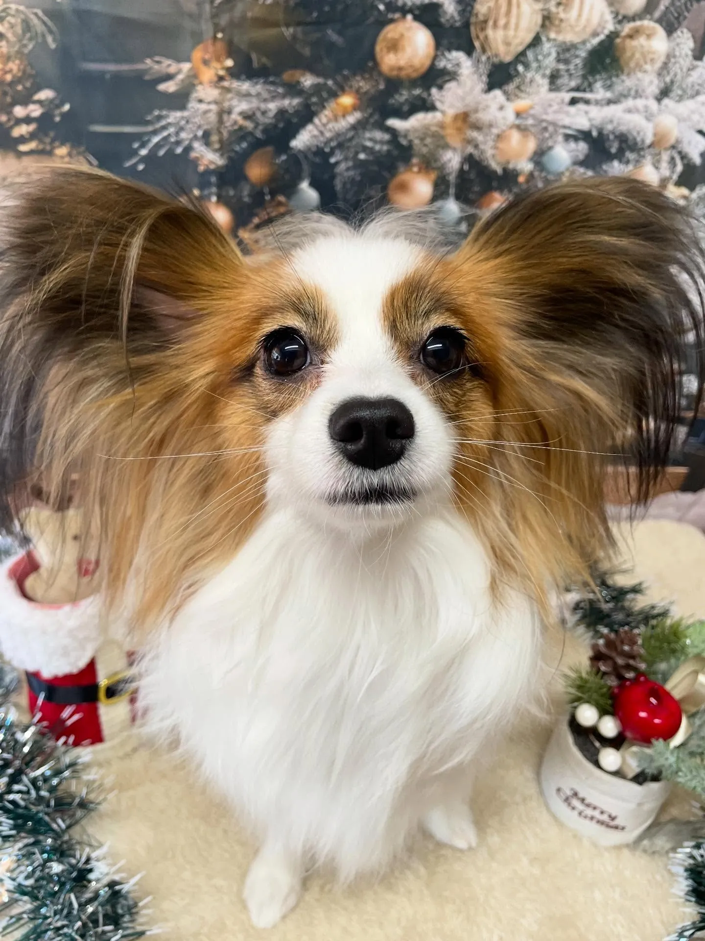 🍃今日のトリミング🍃パピヨン🐶｜名東区・千種区・守山区の動物...