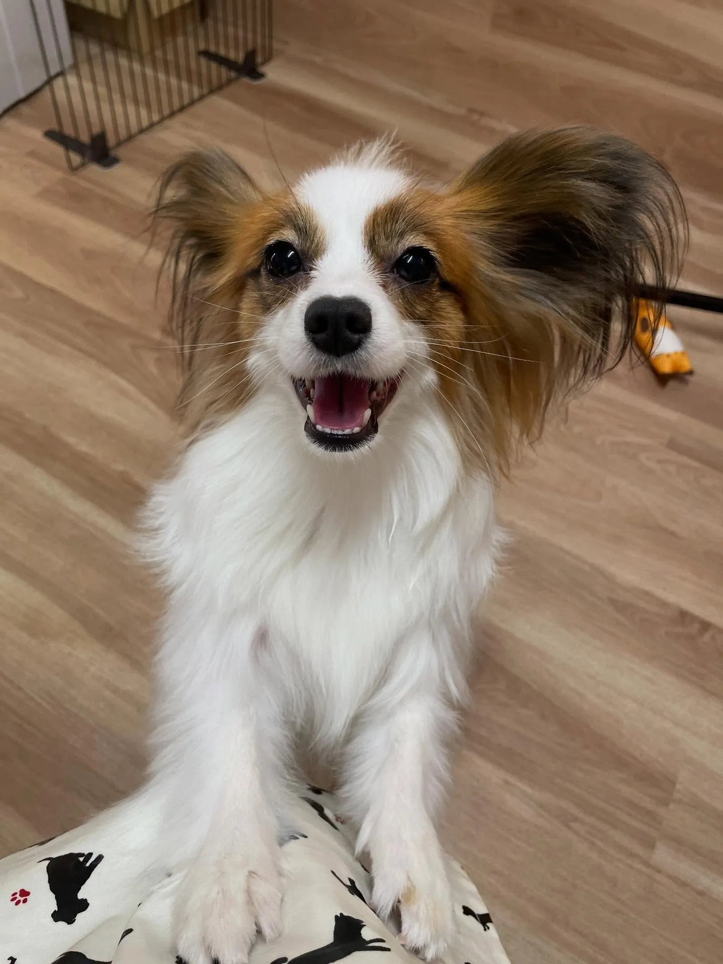 🍃今日のトリミング🍃パピヨン🐶｜名東区・千種区・守山区の動物...