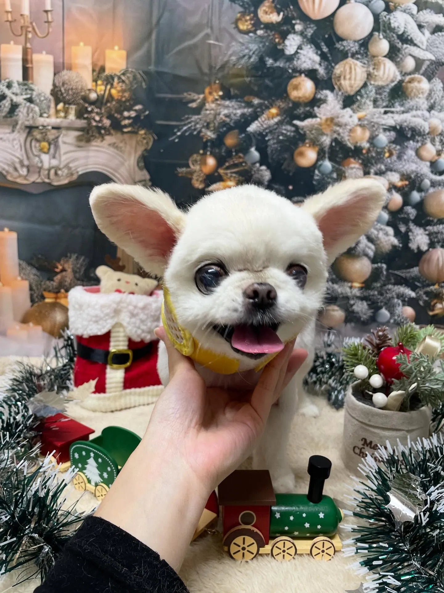 🍃今日のトリミング🍃ミックス犬🐶｜名東区・千種区・守山区の動...