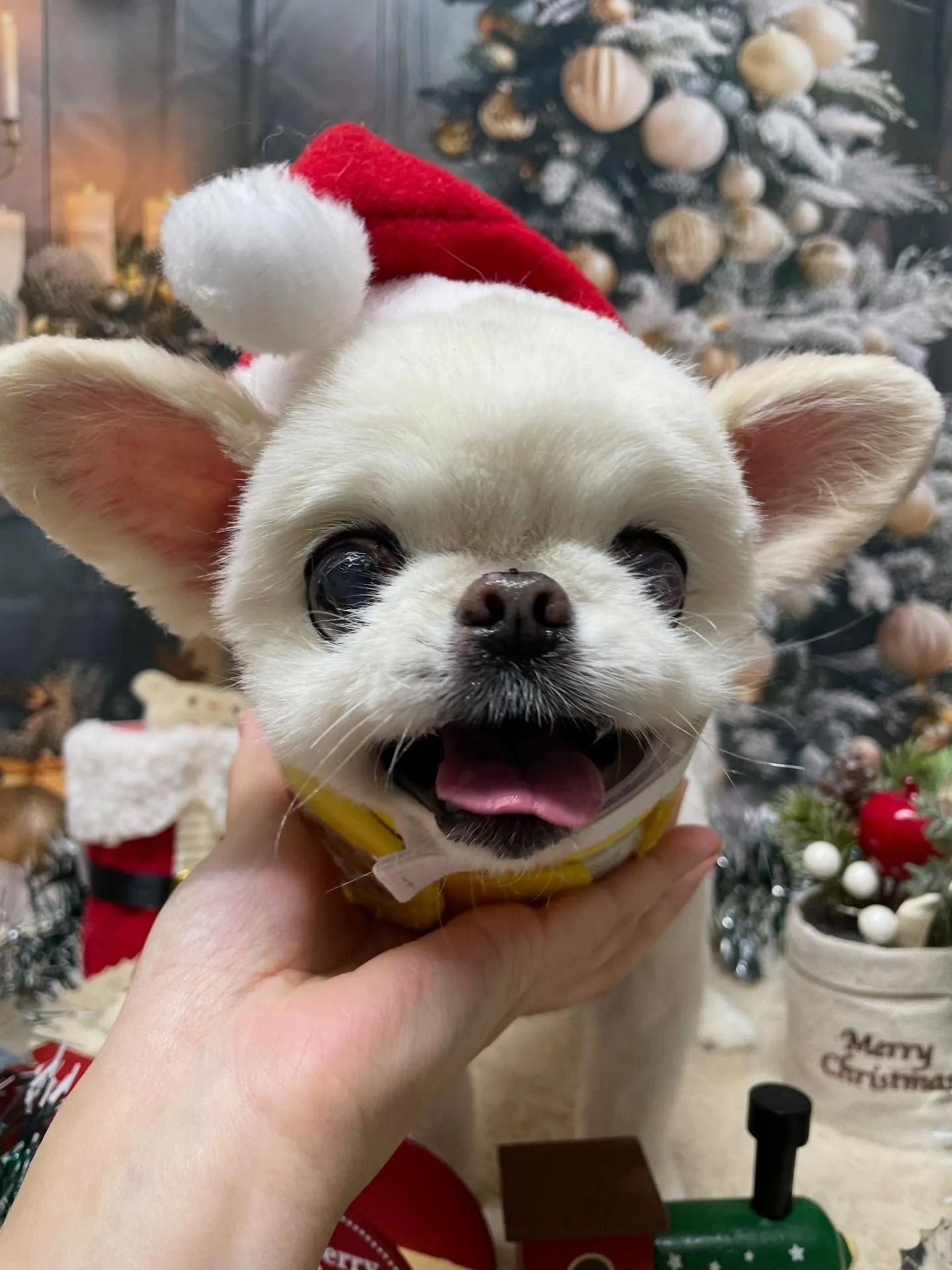 🍃今日のトリミング🍃ミックス犬🐶｜名東区・千種区・守山区の動...