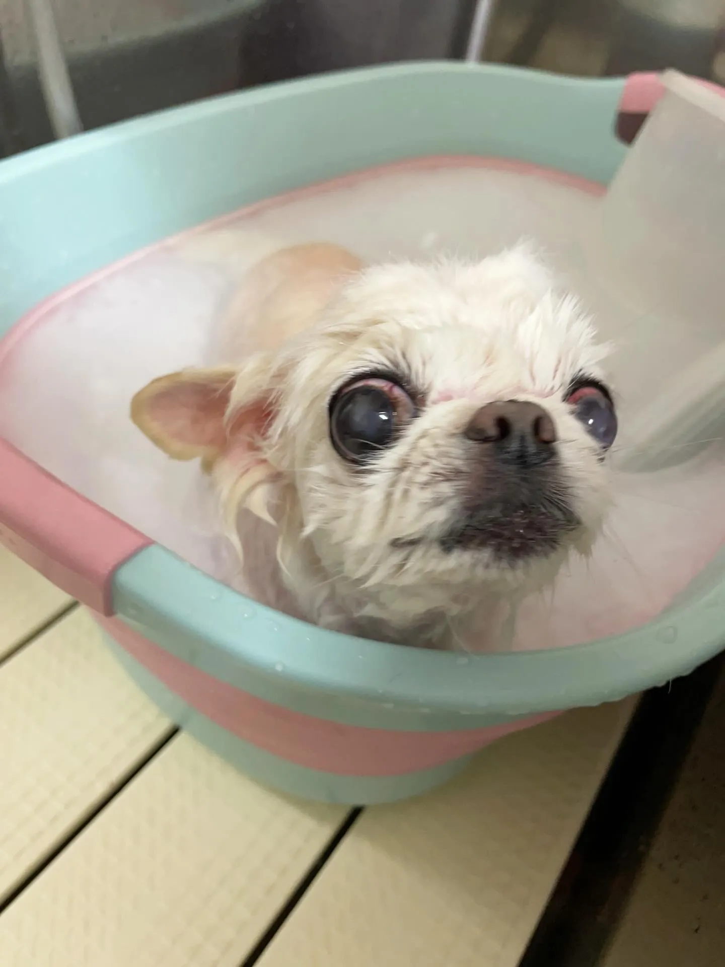 🍃今日のトリミング🍃ミックス犬🐶｜名東区・千種区・守山区の動...