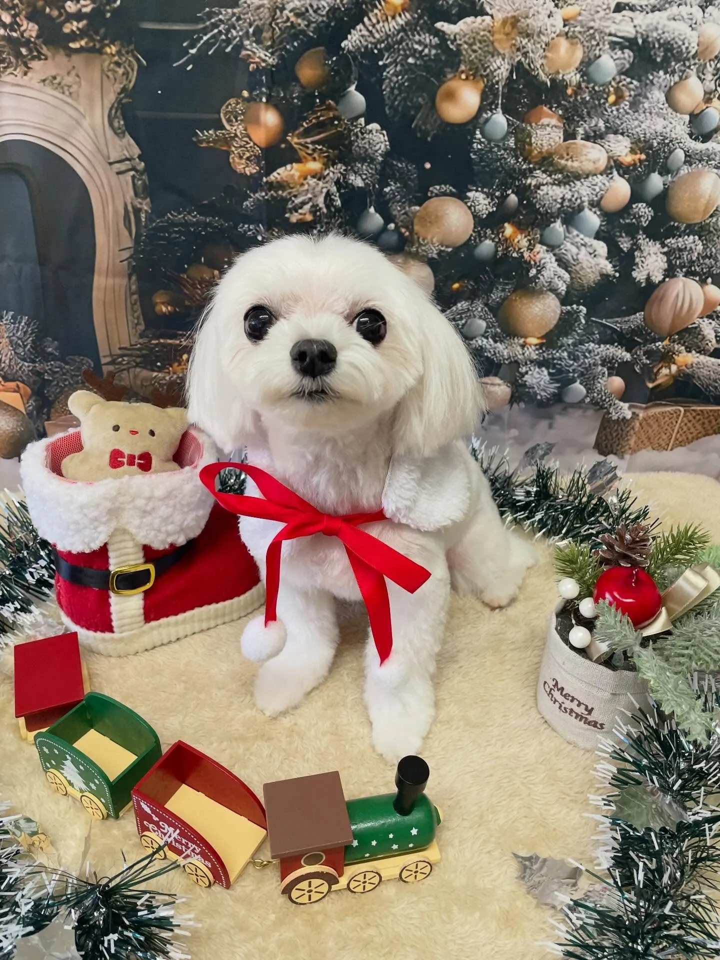 🍃今日のトリミング🍃マルチーズ🐶｜名東区・千種区・守山区の動...
