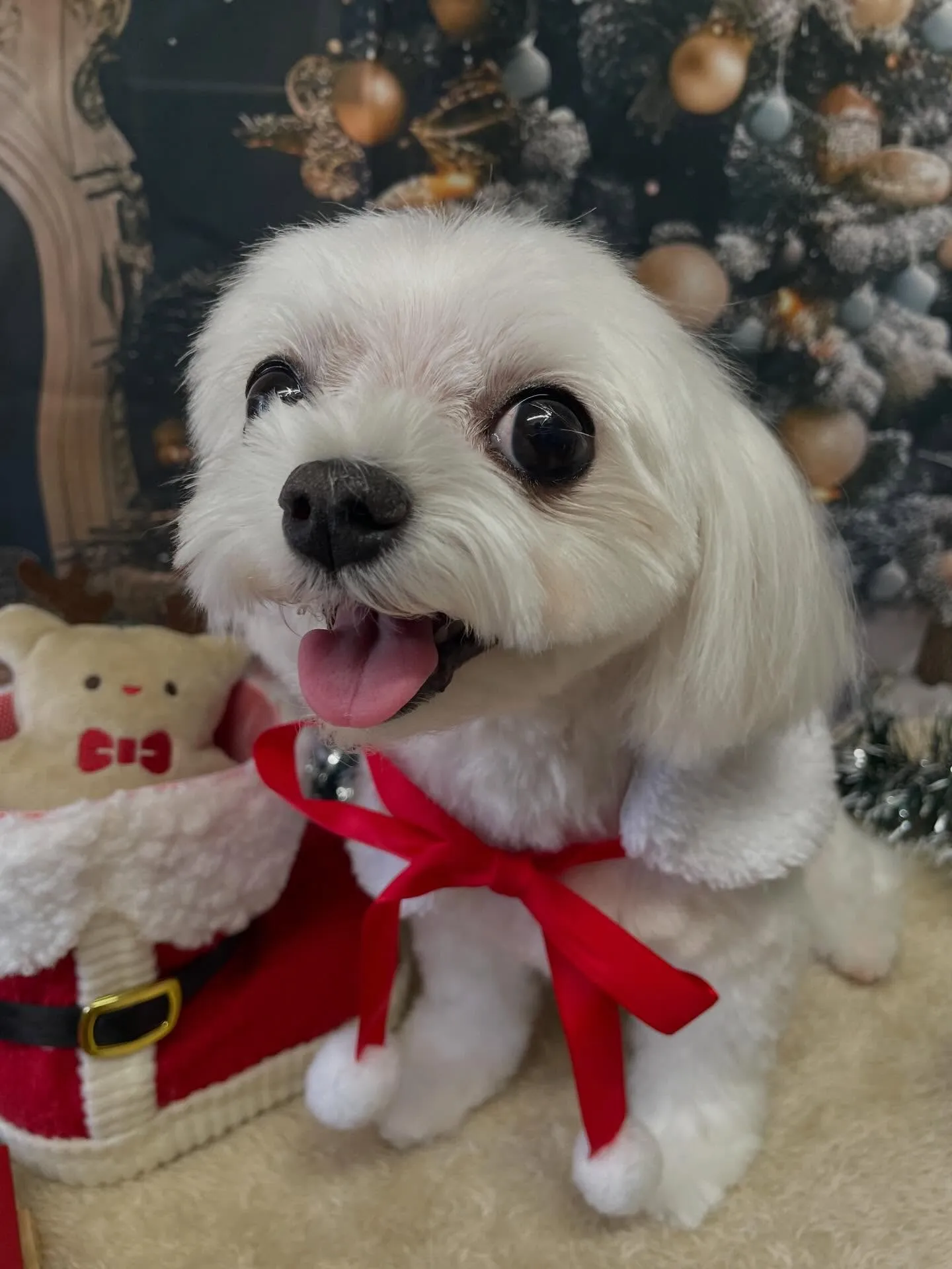 🍃今日のトリミング🍃マルチーズ🐶｜名東区・千種区・守山区の動...