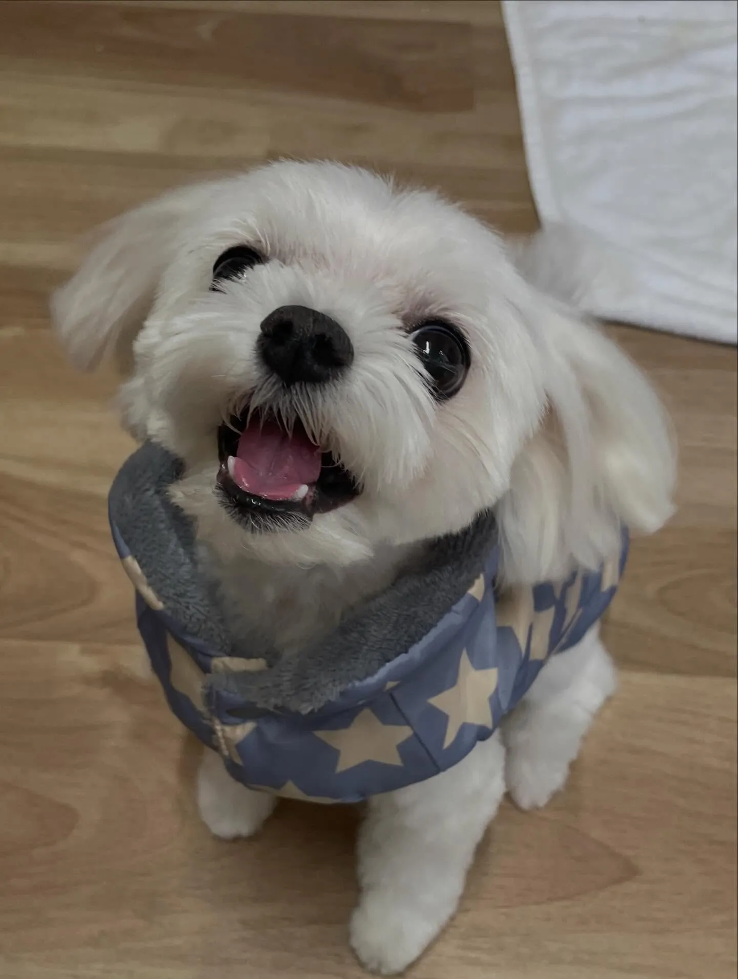 🍃今日のトリミング🍃マルチーズ🐶｜名東区・千種区・守山区の動...
