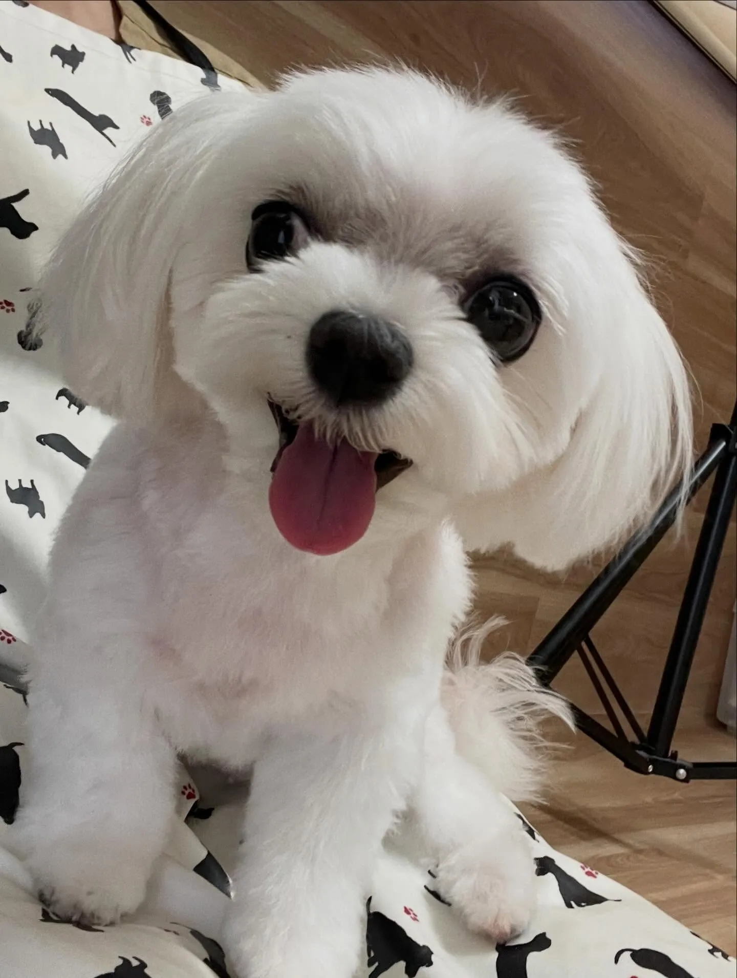 🍃今日のトリミング🍃マルチーズ🐶｜名東区・千種区・守山区の動...