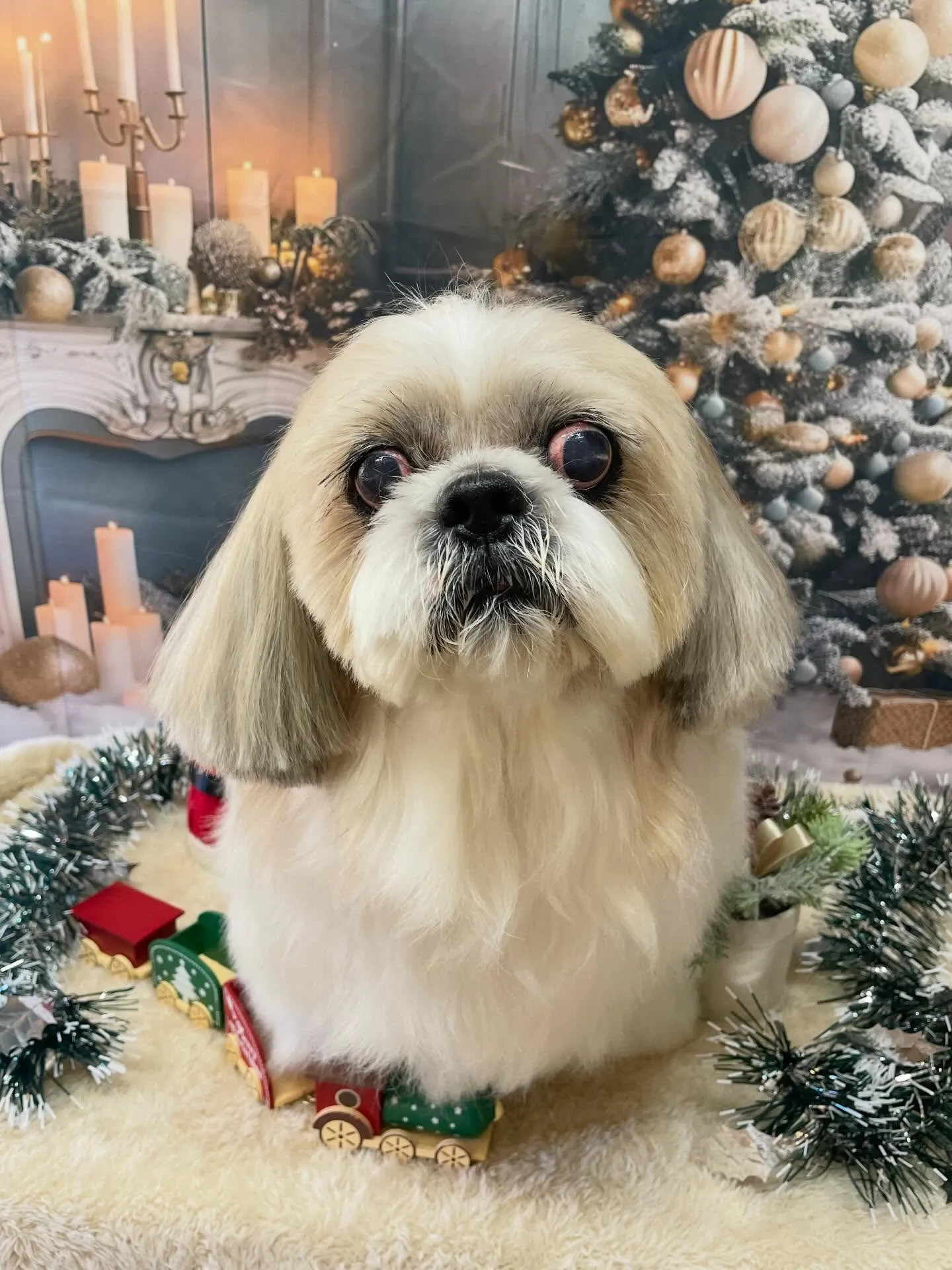 🍃今日のトリミング🍃シーズー🐶｜名東区・千種区・守山区の動物...