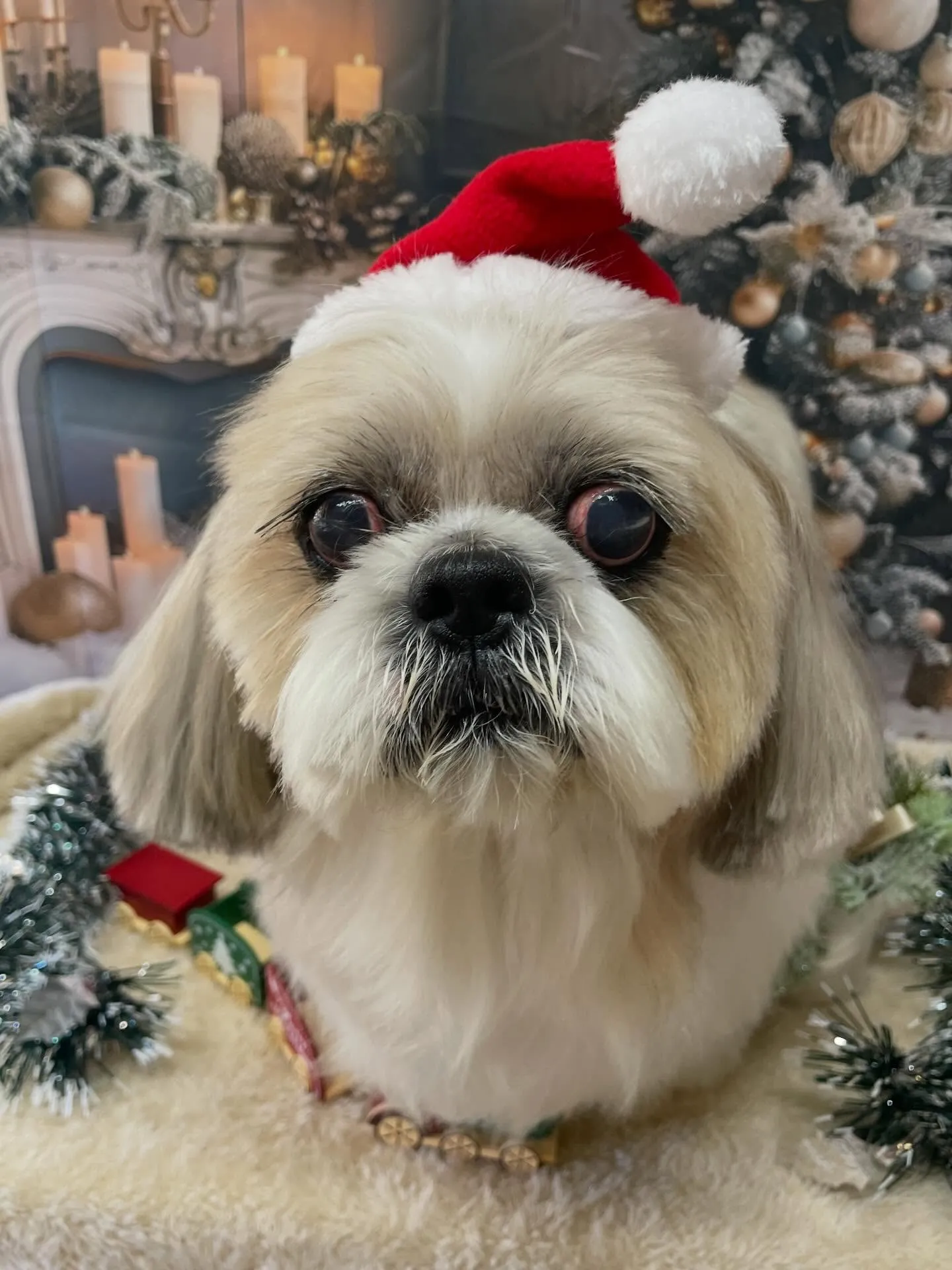 🍃今日のトリミング🍃シーズー🐶｜名東区・千種区・守山区の動物...