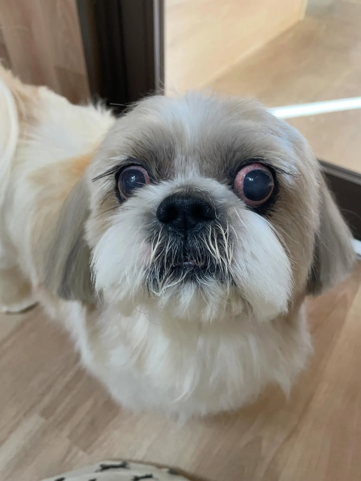 🍃今日のトリミング🍃シーズー🐶｜名東区・千種区・守山区の動物...