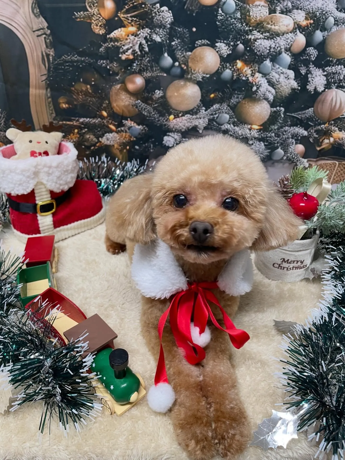 🍃今日のトリミング🍃プードル🐶｜名東区・千種区・守山区の動物...