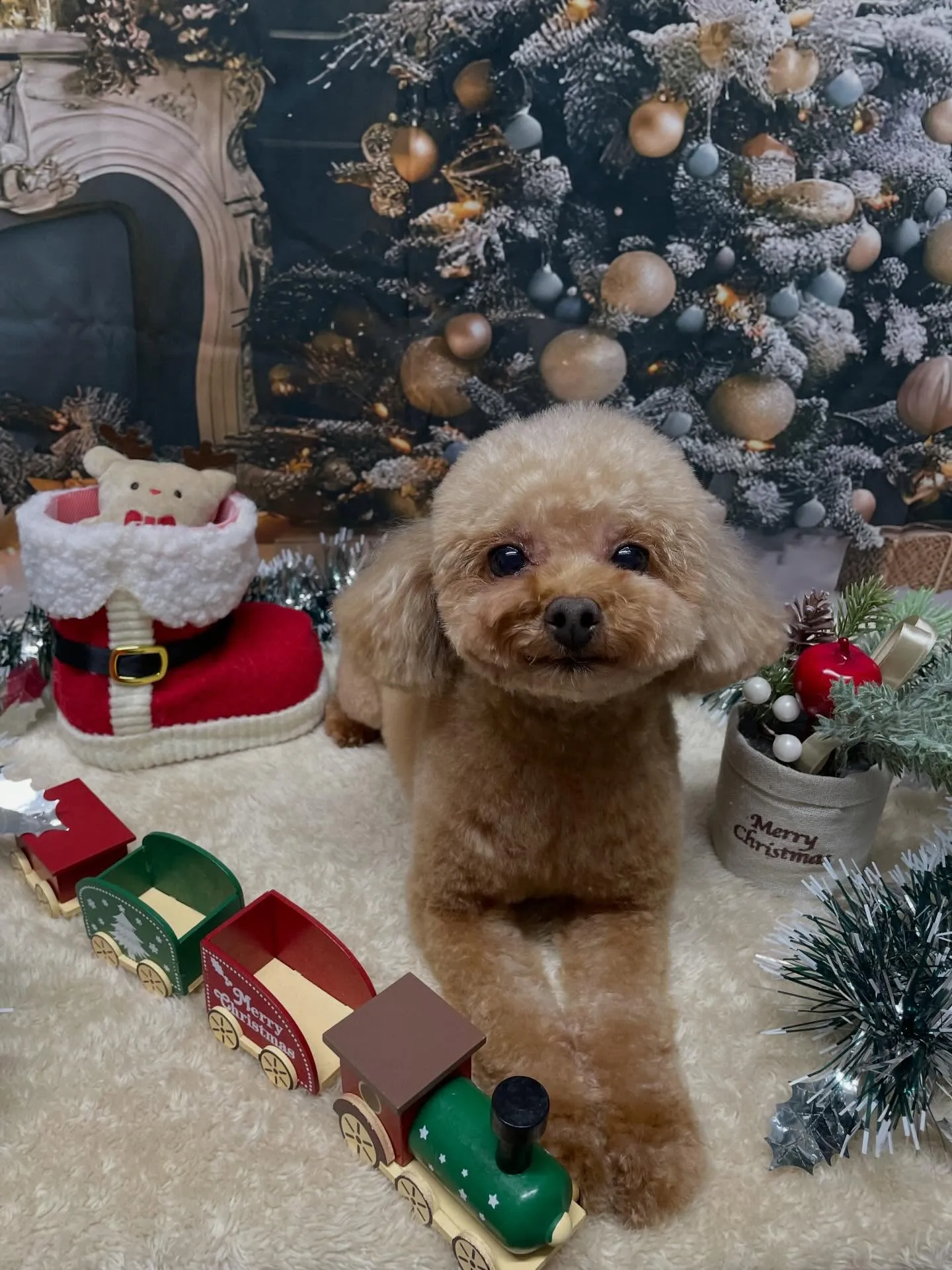 🍃今日のトリミング🍃プードル🐶｜名東区・千種区・守山区の動物...