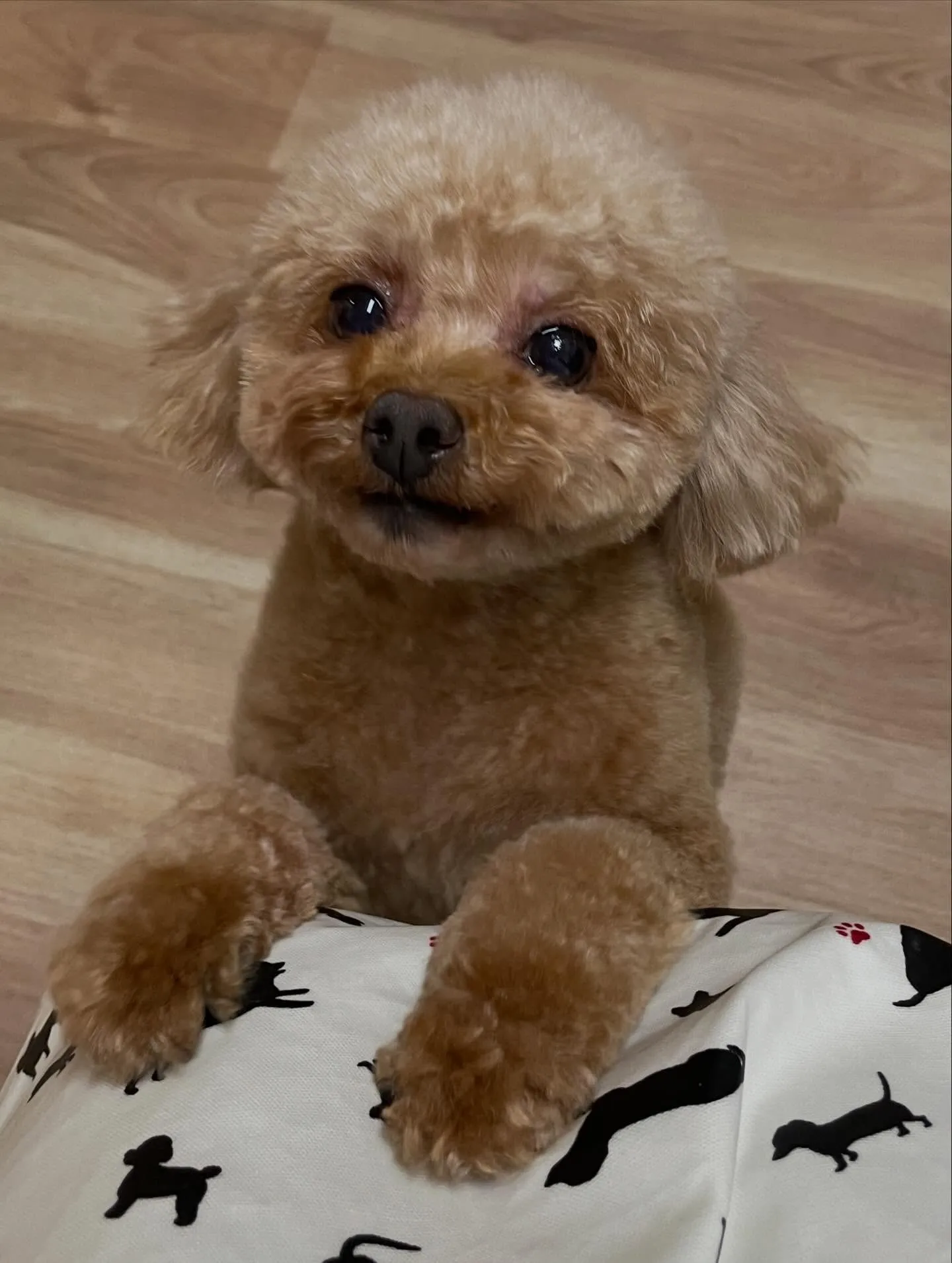 🍃今日のトリミング🍃プードル🐶｜名東区・千種区・守山区の動物...
