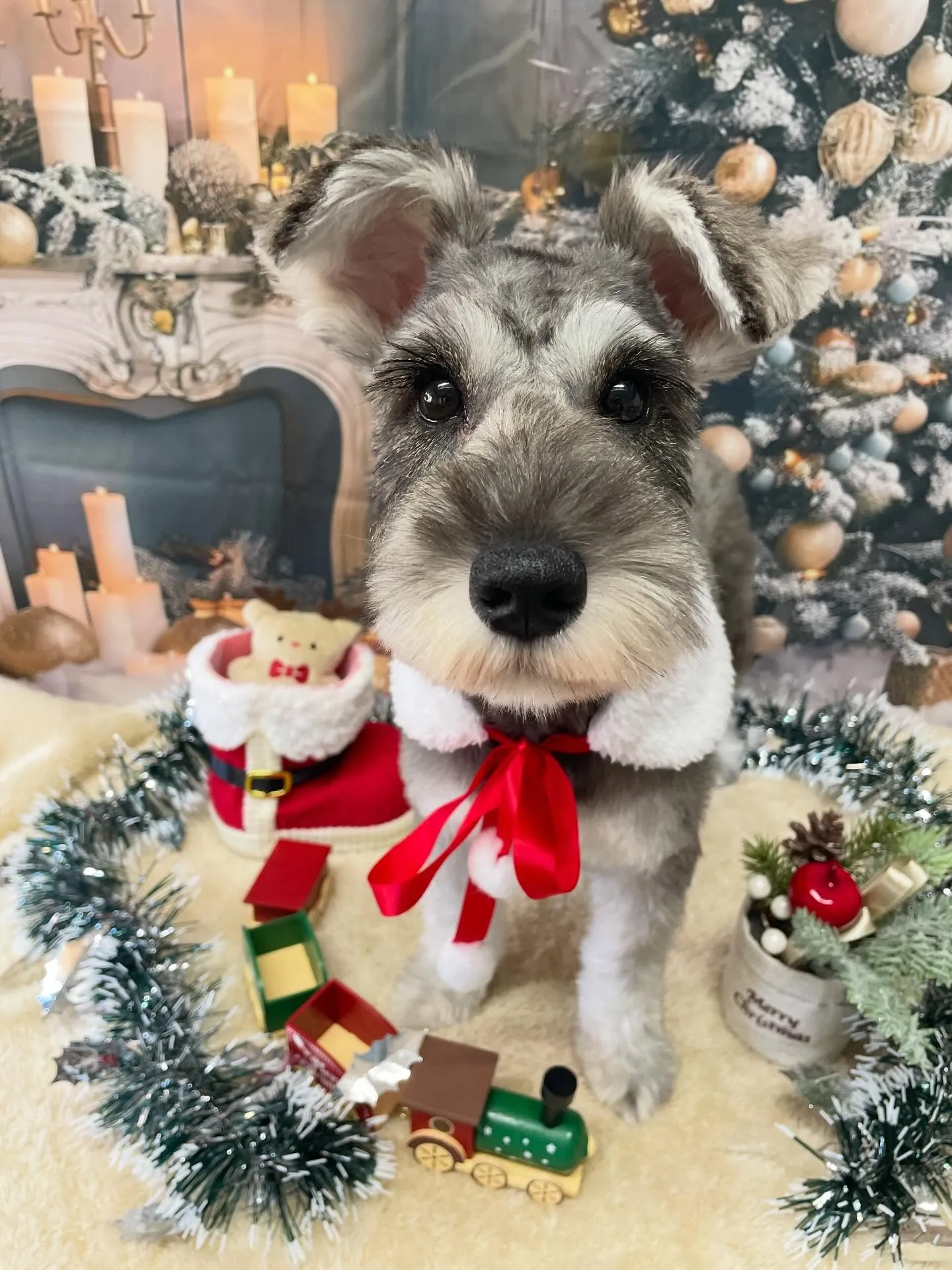 🍃今日のトリミング🍃シュナウザー🐶｜名東区・千種区・守山区の...