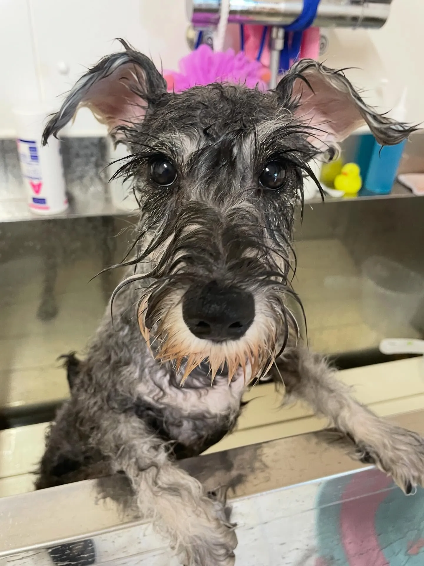 🍃今日のトリミング🍃シュナウザー🐶｜名東区・千種区・守山区の...