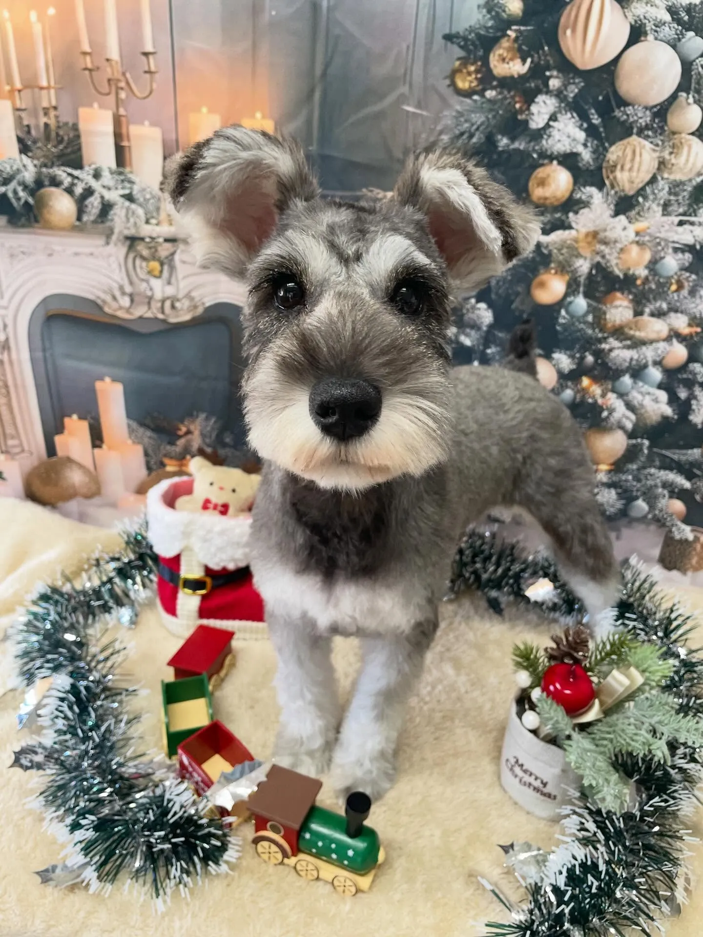 🍃今日のトリミング🍃シュナウザー🐶｜名東区・千種区・守山区の...