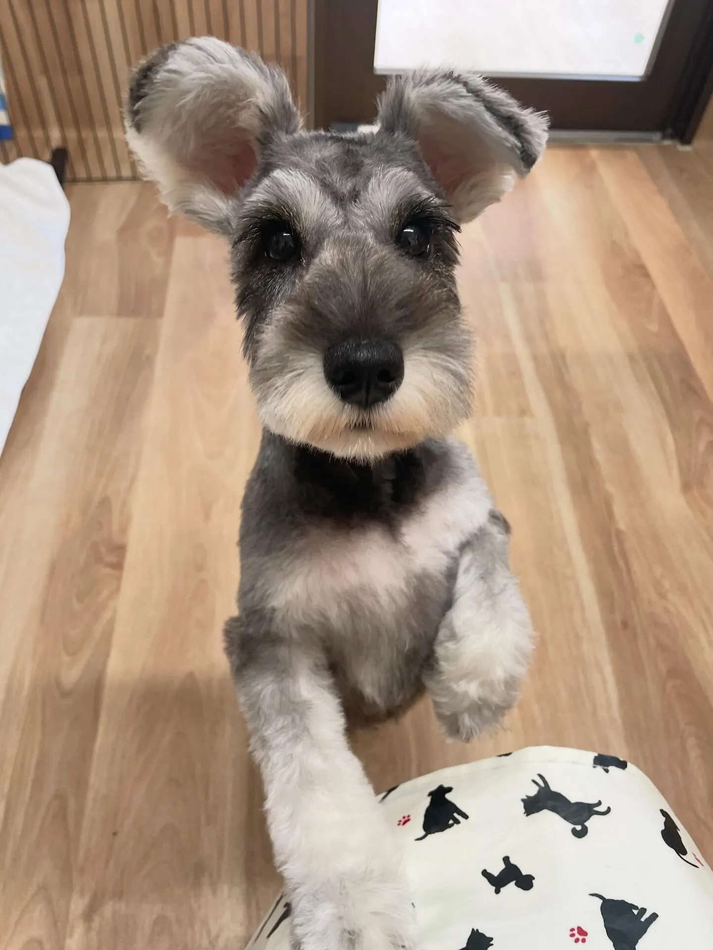 🍃今日のトリミング🍃シュナウザー🐶｜名東区・千種区・守山区の...