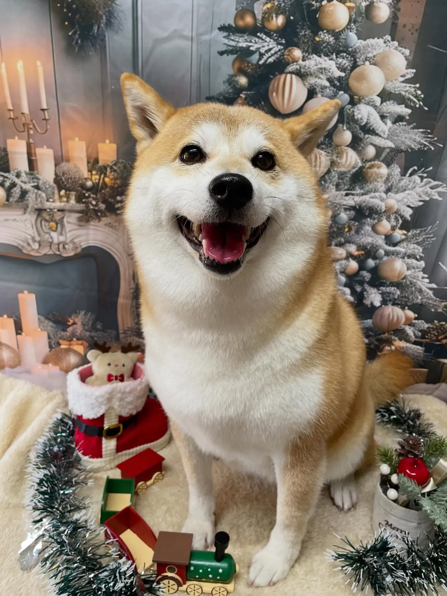 🍃今日のトリミング🍃柴犬🐶｜名東区・千種区・守山区の動物病院...