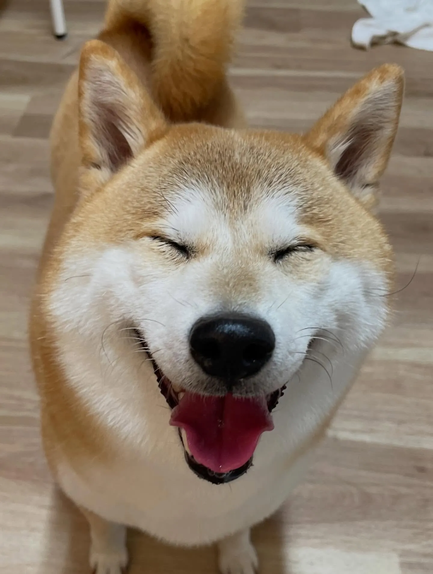 🍃今日のトリミング🍃柴犬🐶｜名東区・千種区・守山区の動物病院...