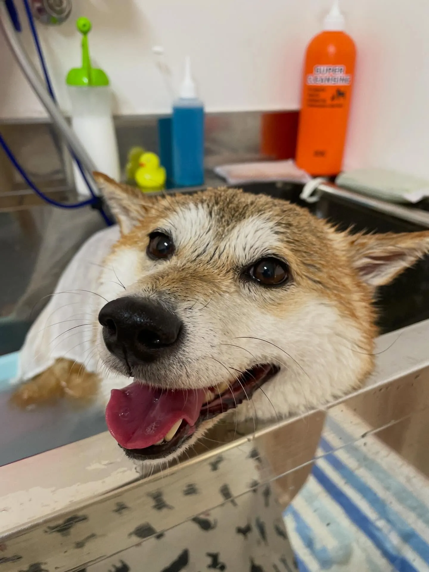 🍃今日のトリミング🍃柴犬🐶｜名東区・千種区・守山区の動物病院...