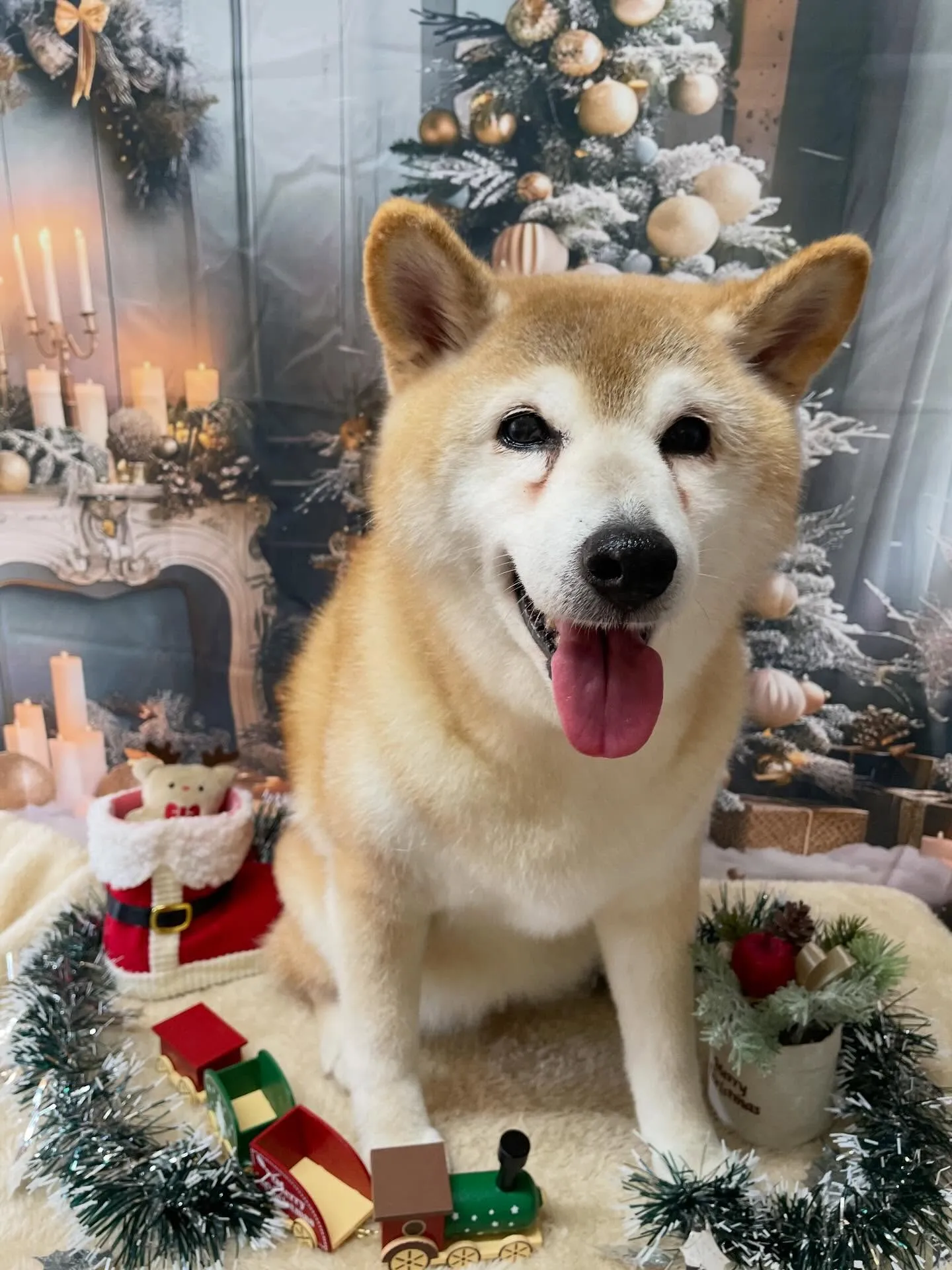 🍃今日のトリミング🍃柴犬🐶｜名東区・千種区・守山区の動物病院...