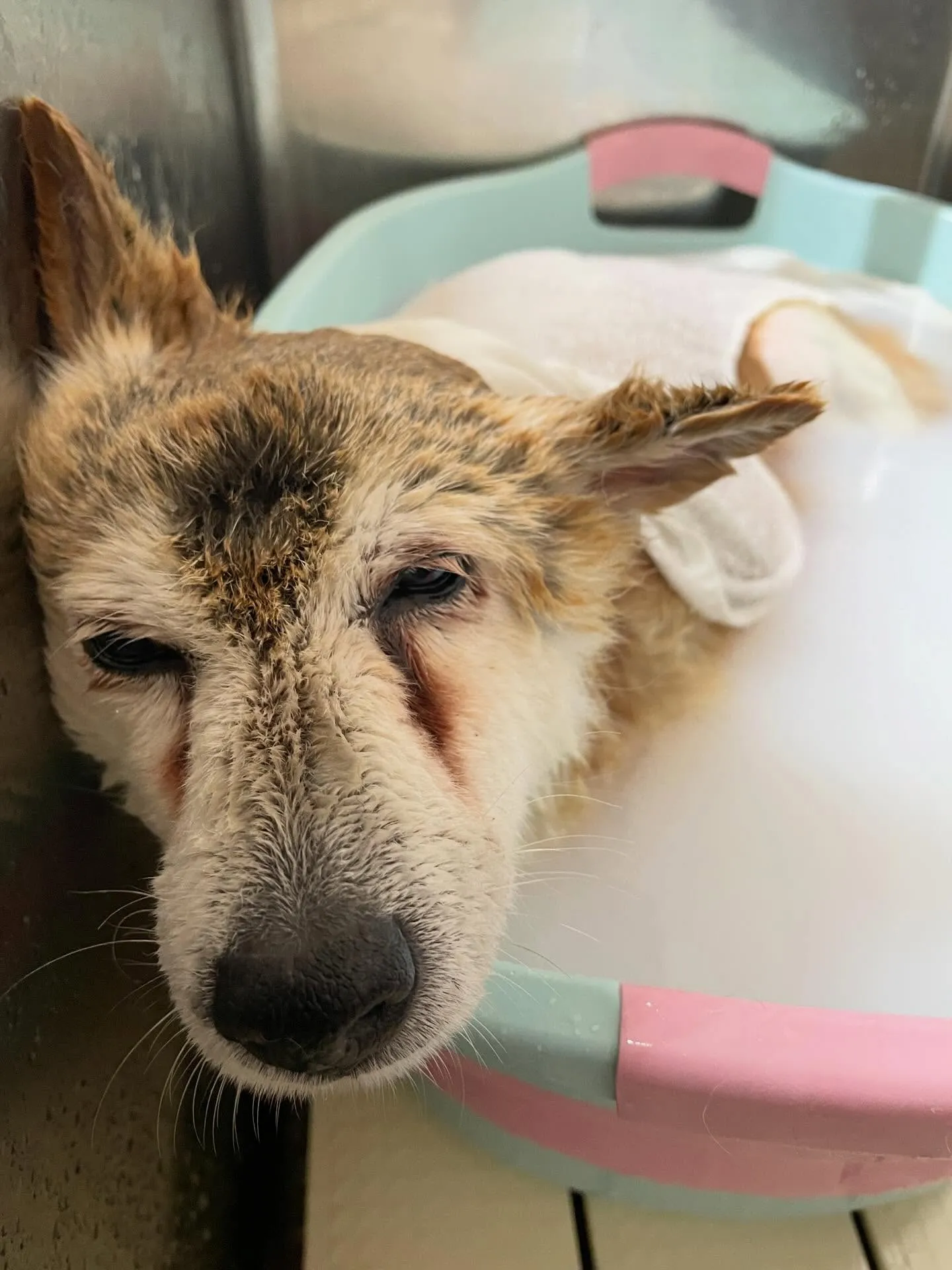 🍃今日のトリミング🍃柴犬🐶｜名東区・千種区・守山区の動物病院...
