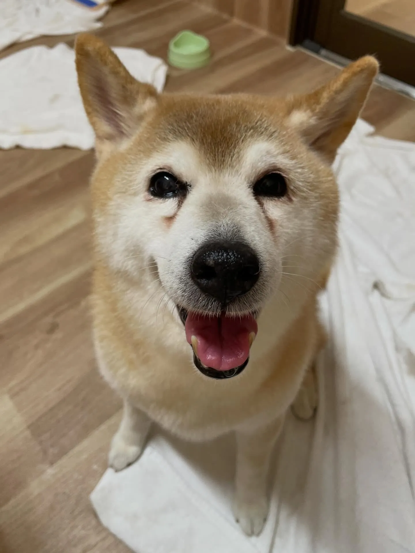 🍃今日のトリミング🍃柴犬🐶｜名東区・千種区・守山区の動物病院...