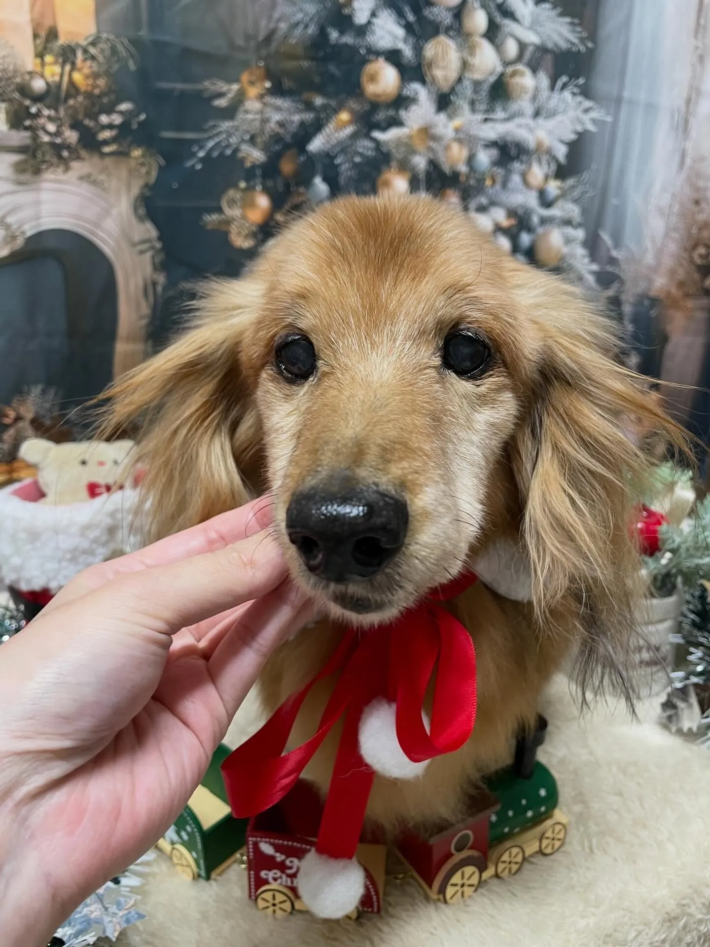 🍃今日のトリミング🍃ダックスフンド🐶｜名東区・千種区・守山区...