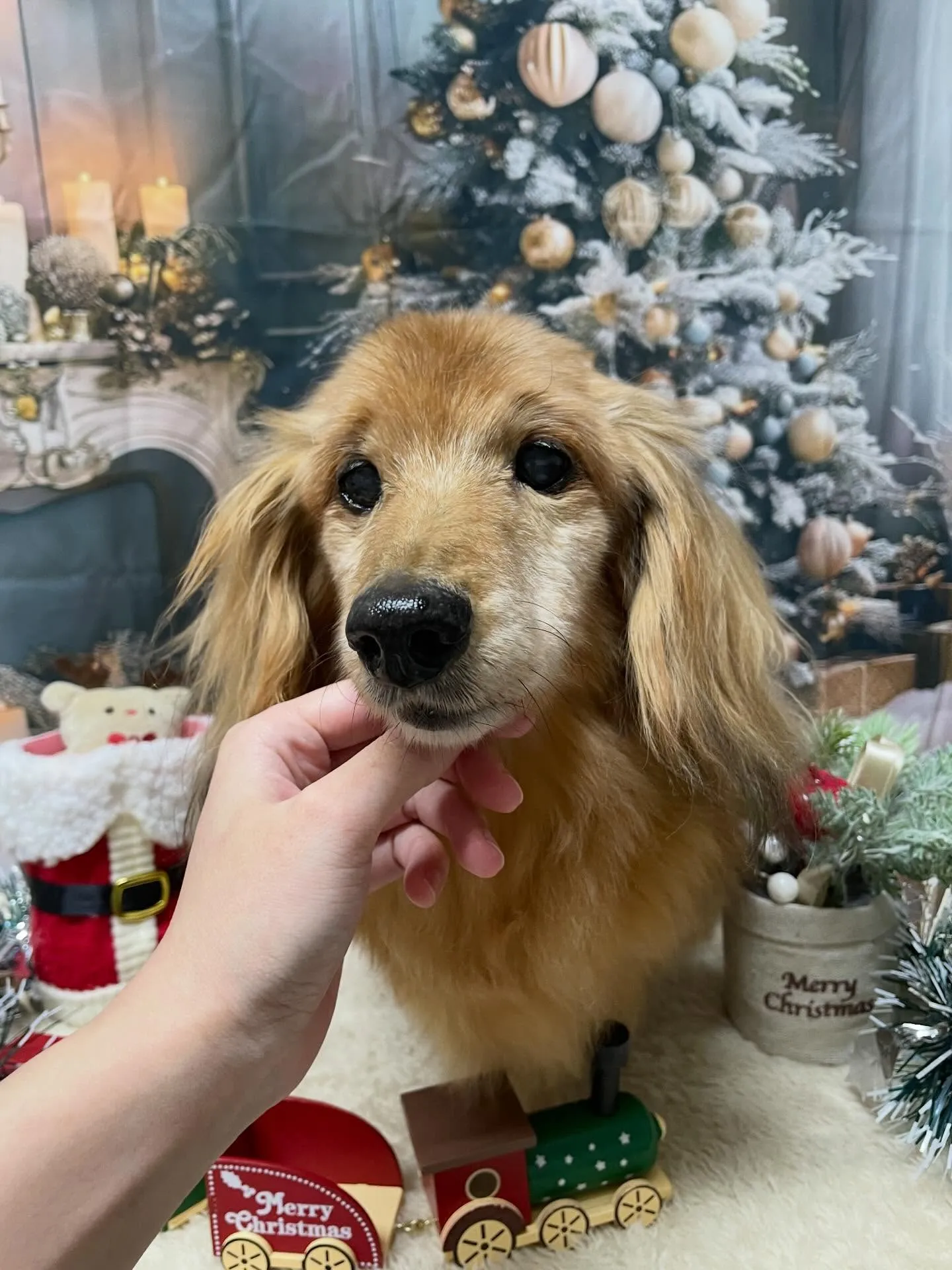 🍃今日のトリミング🍃ダックスフンド🐶|名東区・千種区・守山区...
