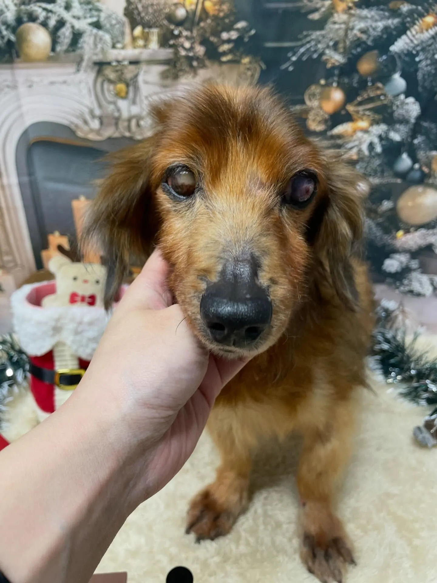 🍃今日のトリミング🍃ダックスフンド🐶|名東区・千種区・守山区...
