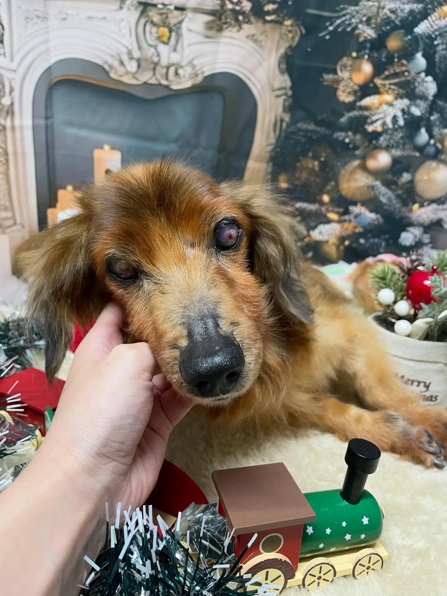 🍃今日のトリミング🍃ダックスフンド🐶|名東区・千種区・守山区...