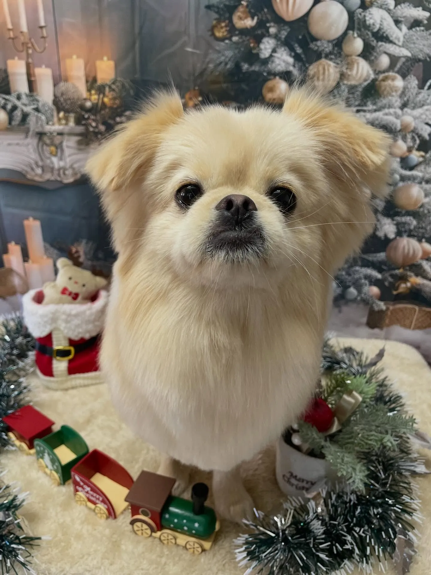 🍃今日のトリミング🍃ミックス犬🐶｜名東区・千種区・守山区の動...