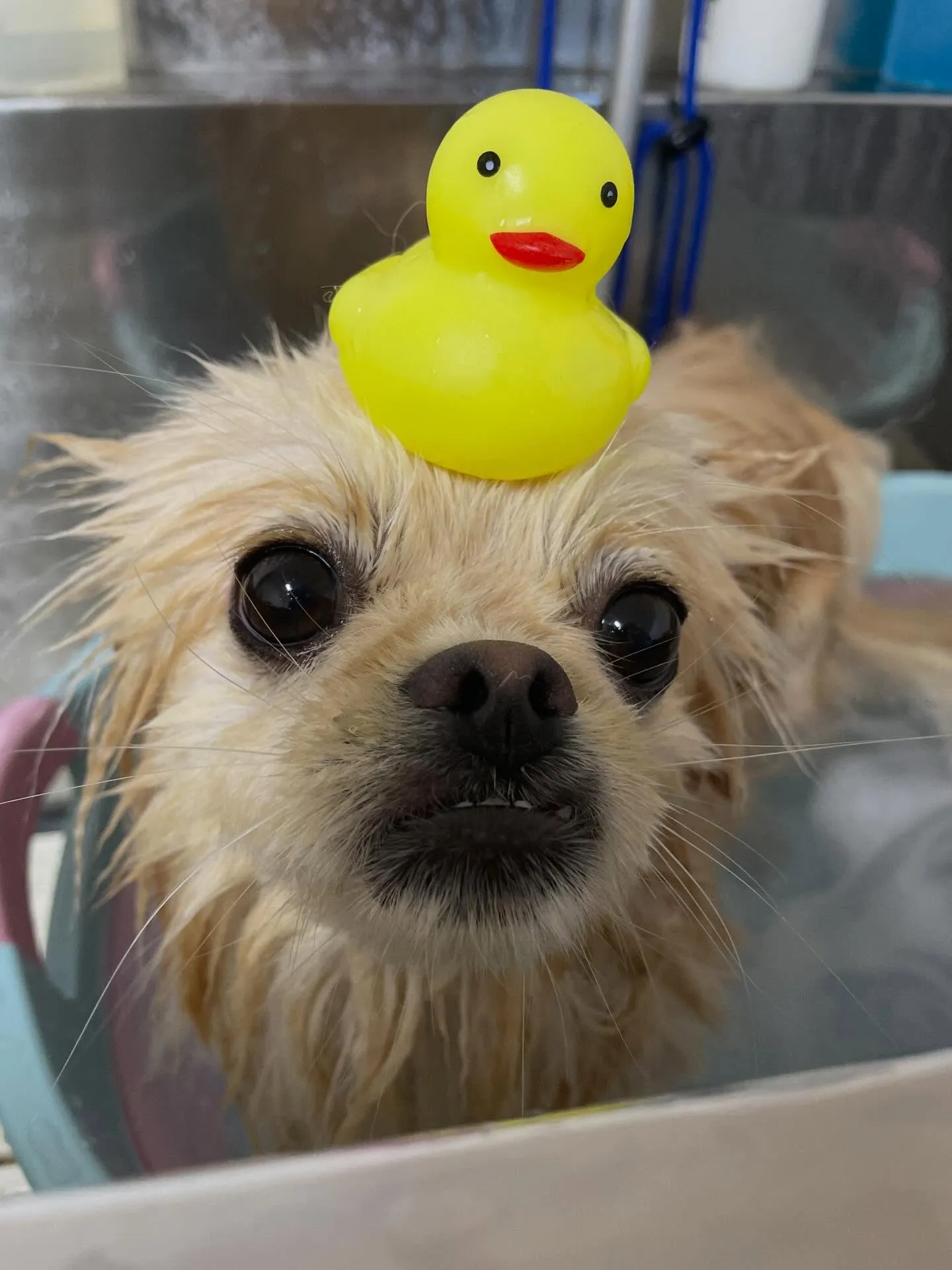🍃今日のトリミング🍃ミックス犬🐶｜名東区・千種区・守山区の動...