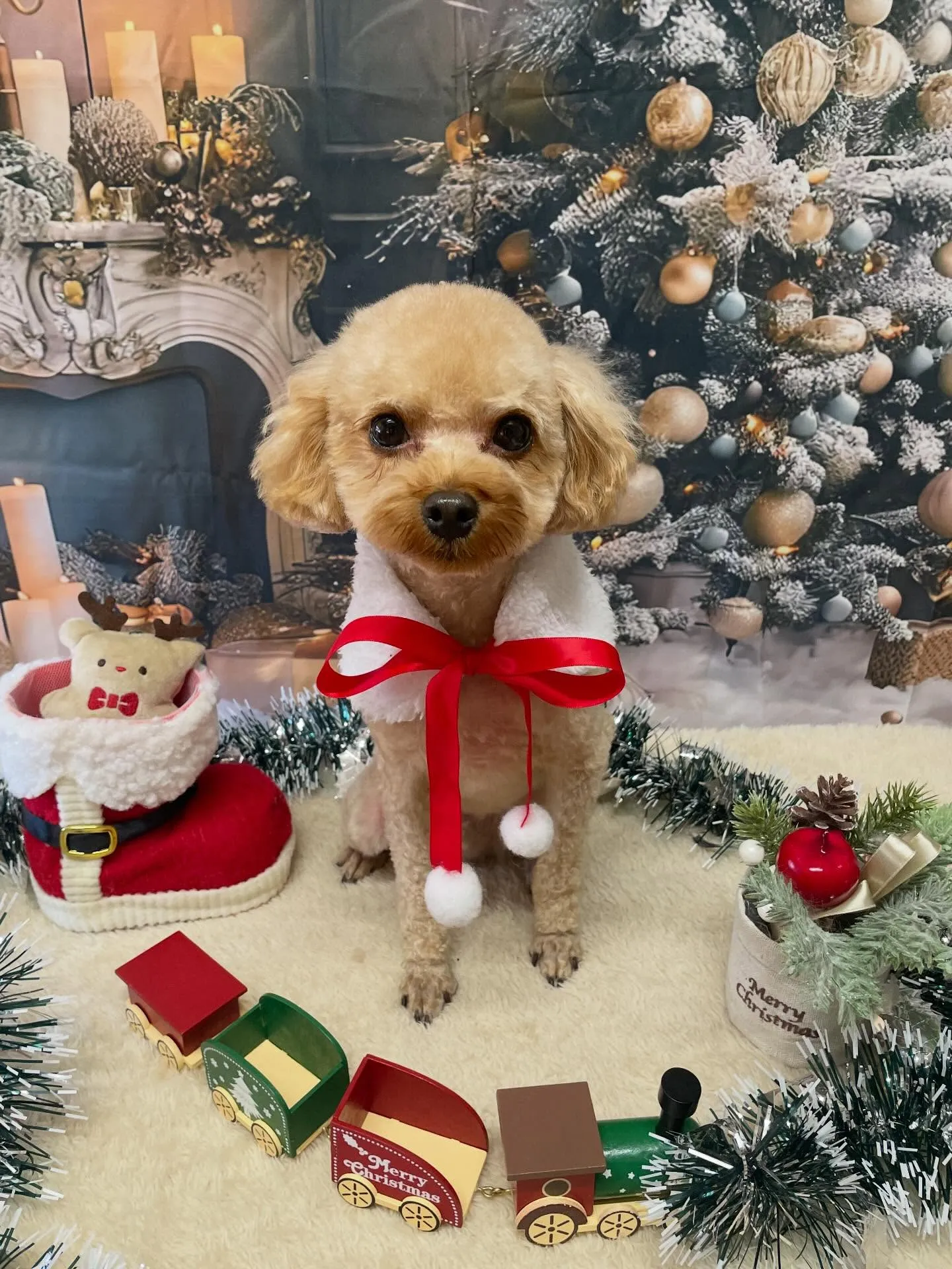 🍃今日のトリミング🍃プードル🐶｜名東区・千種区・守山区の動物...