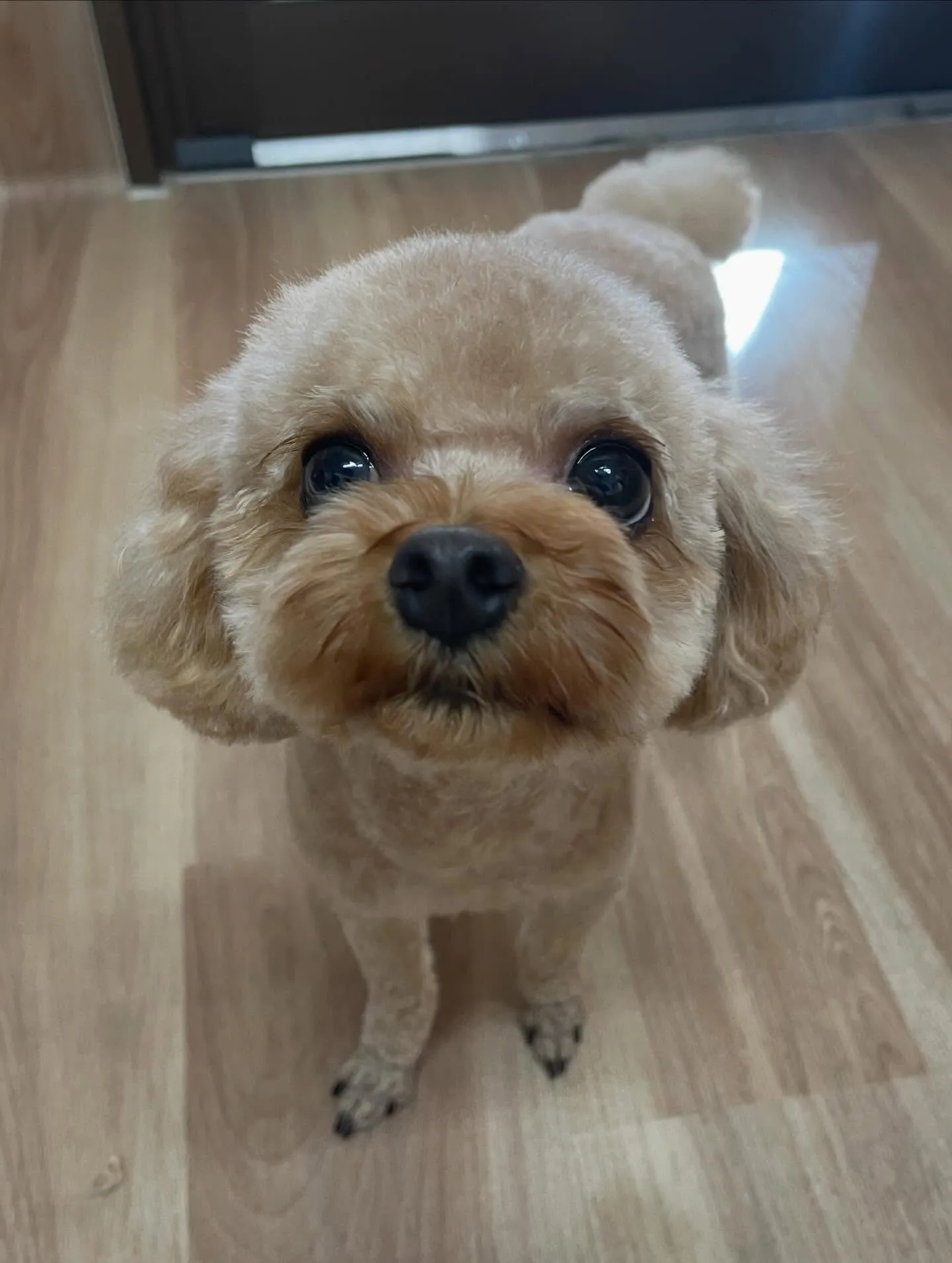 🍃今日のトリミング🍃プードル🐶｜名東区・千種区・守山区の動物...