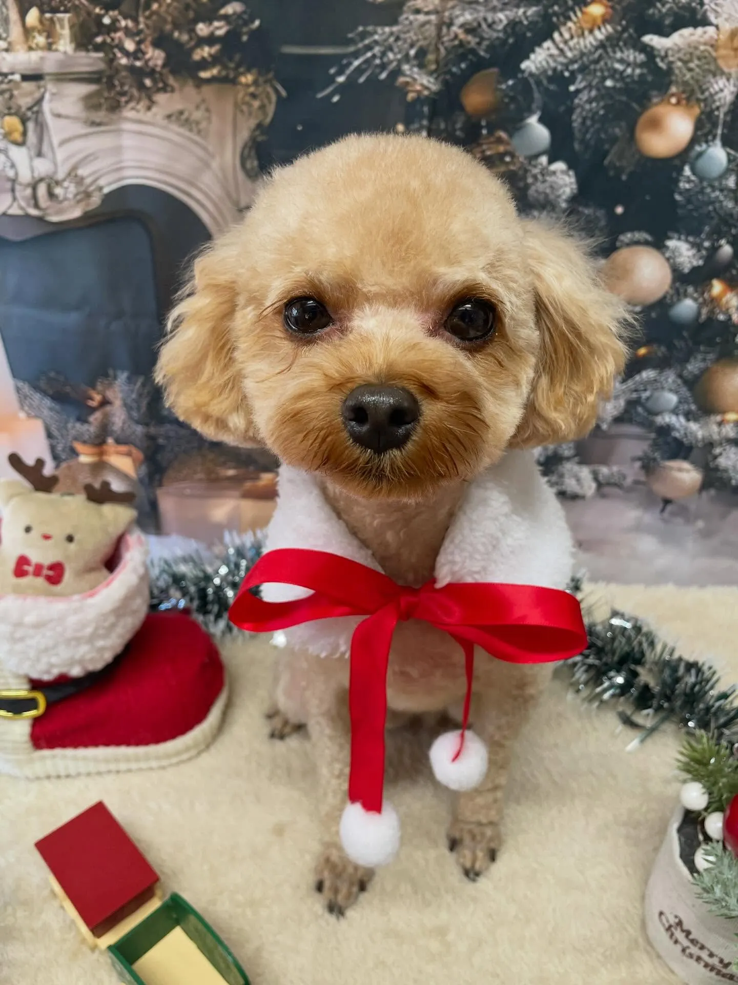 🍃今日のトリミング🍃プードル🐶｜名東区・千種区・守山区の動物...