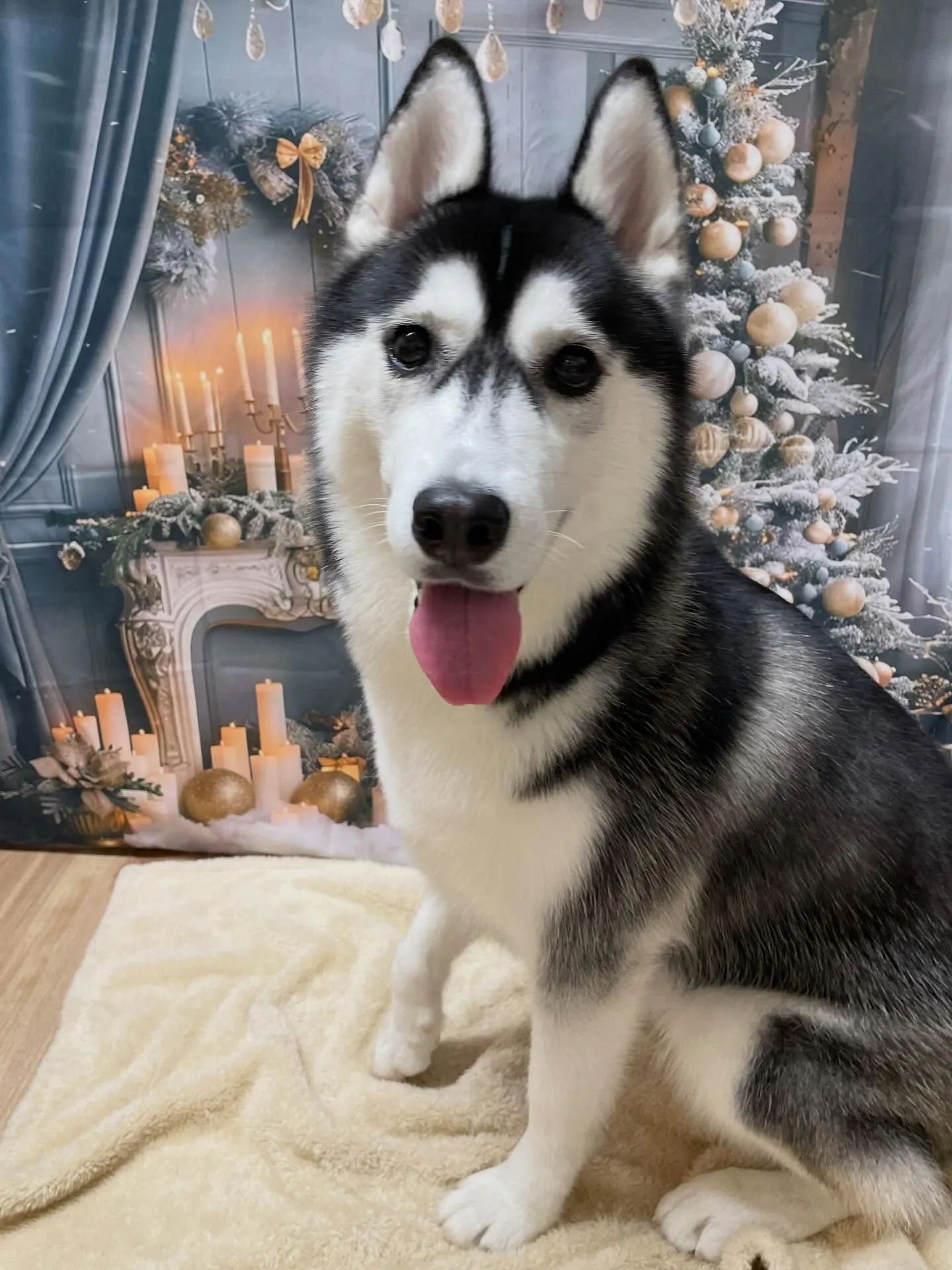 🍃今日のトリミング🍃ハスキー🐶｜名東区・千種区・守山区の動物...