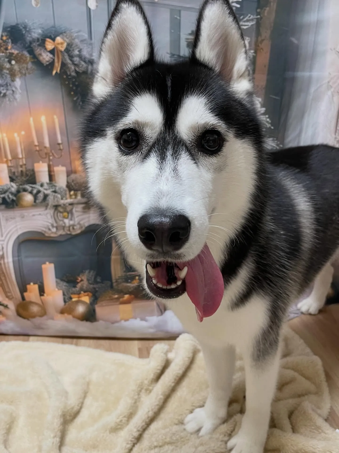 🍃今日のトリミング🍃ハスキー🐶｜名東区・千種区・守山区の動物...
