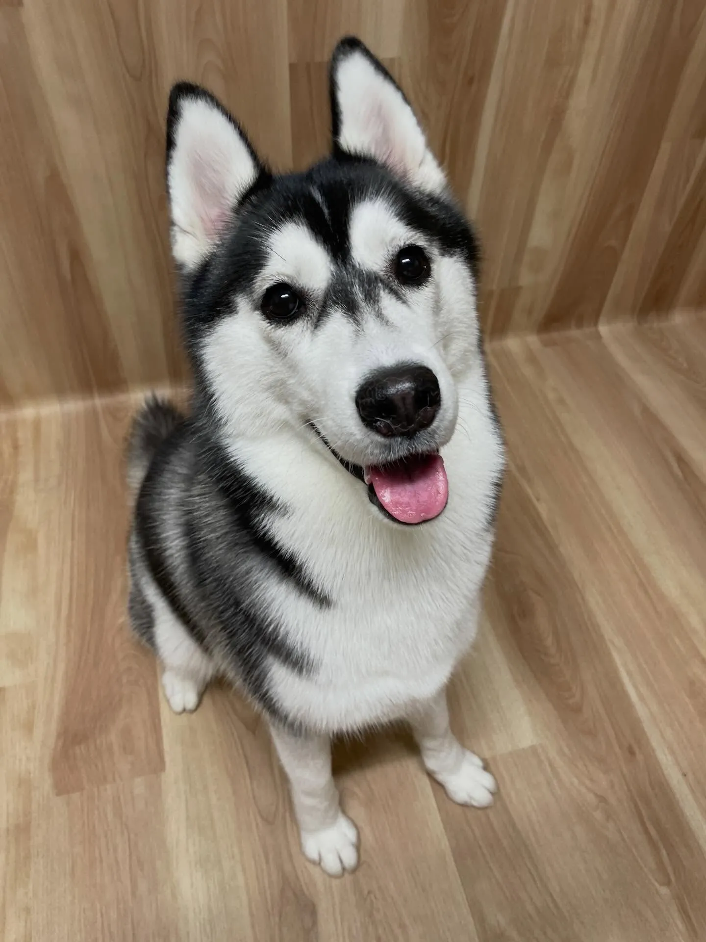 🍃今日のトリミング🍃ハスキー🐶｜名東区・千種区・守山区の動物...