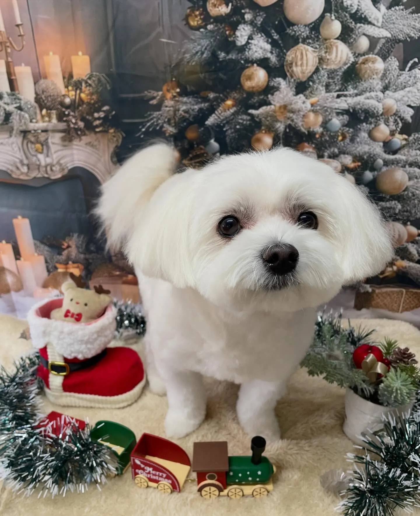 🍃今日のトリミング🍃ミックス犬🐶｜名東区・千種区・守山区の動...