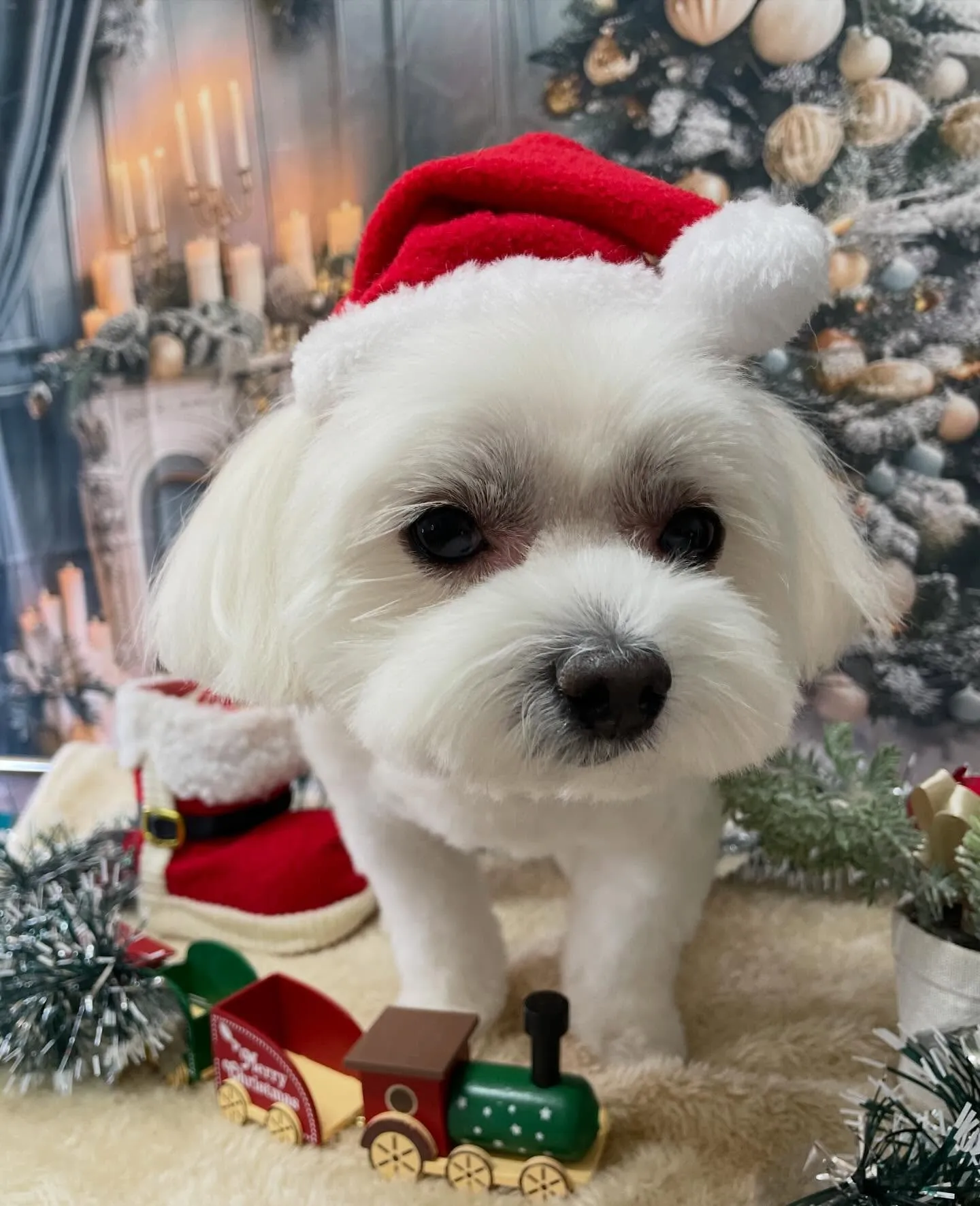 🍃今日のトリミング🍃ミックス犬🐶｜名東区・千種区・守山区の動...