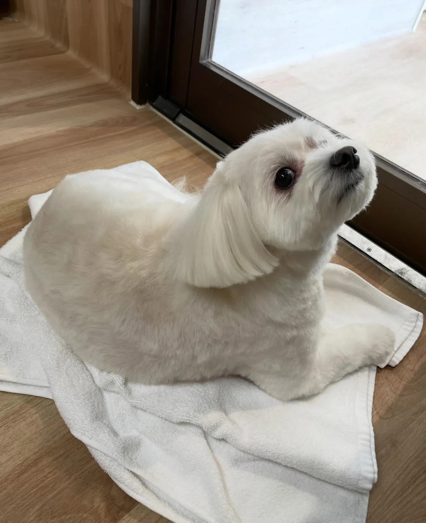 🍃今日のトリミング🍃ミックス犬🐶｜名東区・千種区・守山区の動...