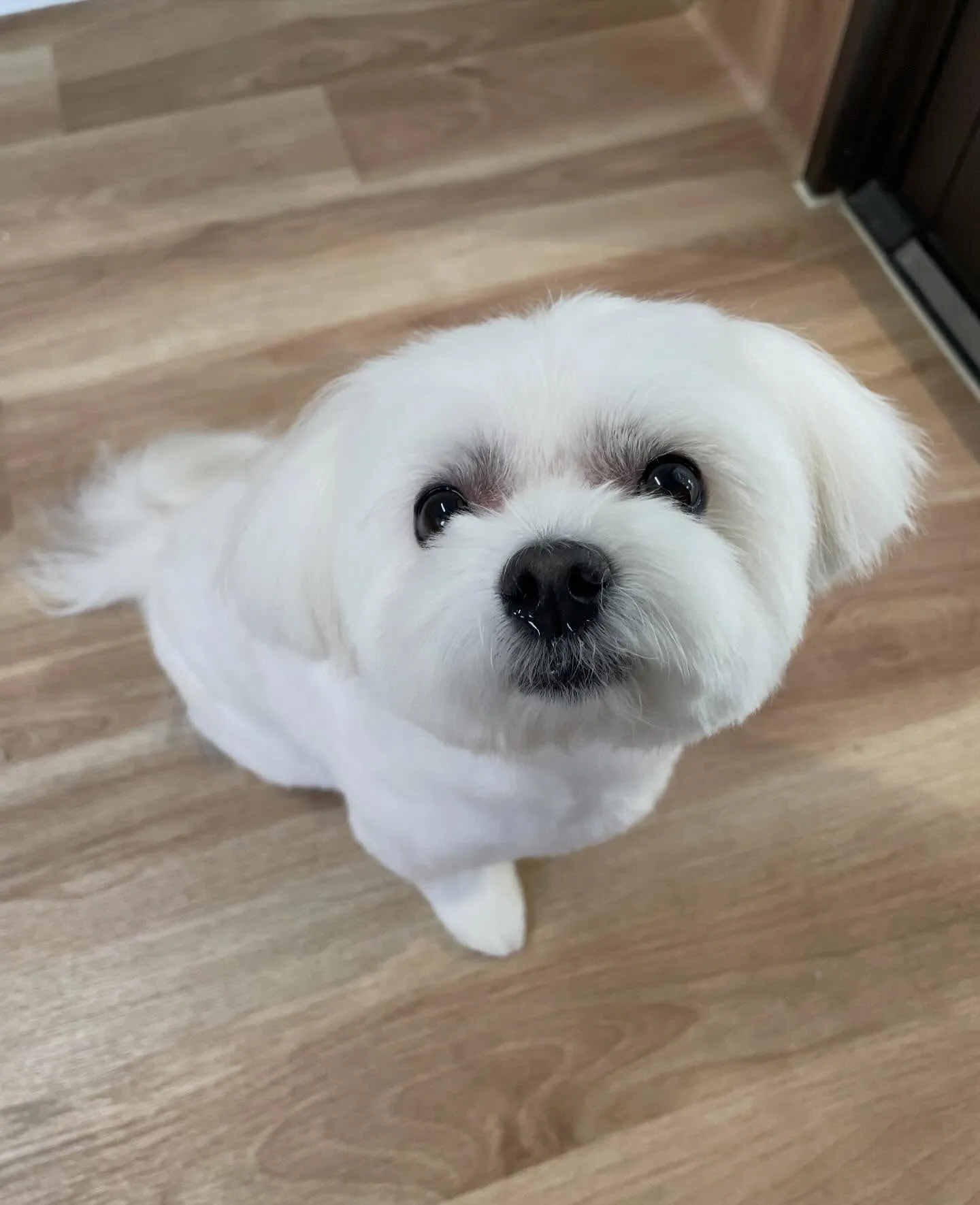 🍃今日のトリミング🍃ミックス犬🐶｜名東区・千種区・守山区の動...