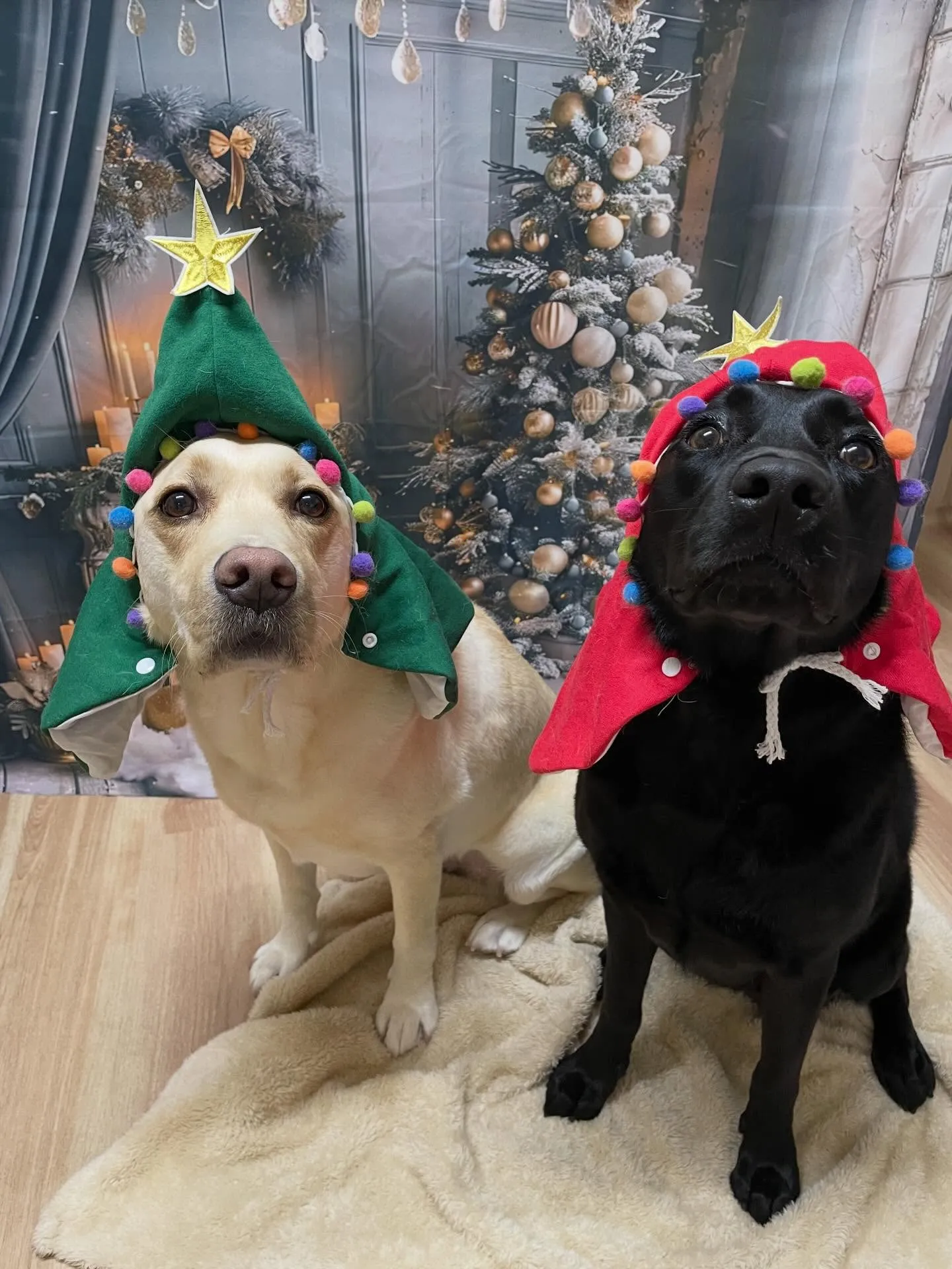 🍃今日のトリミング🍃ラブラドールレトリバー🐶|名東区・千種区...