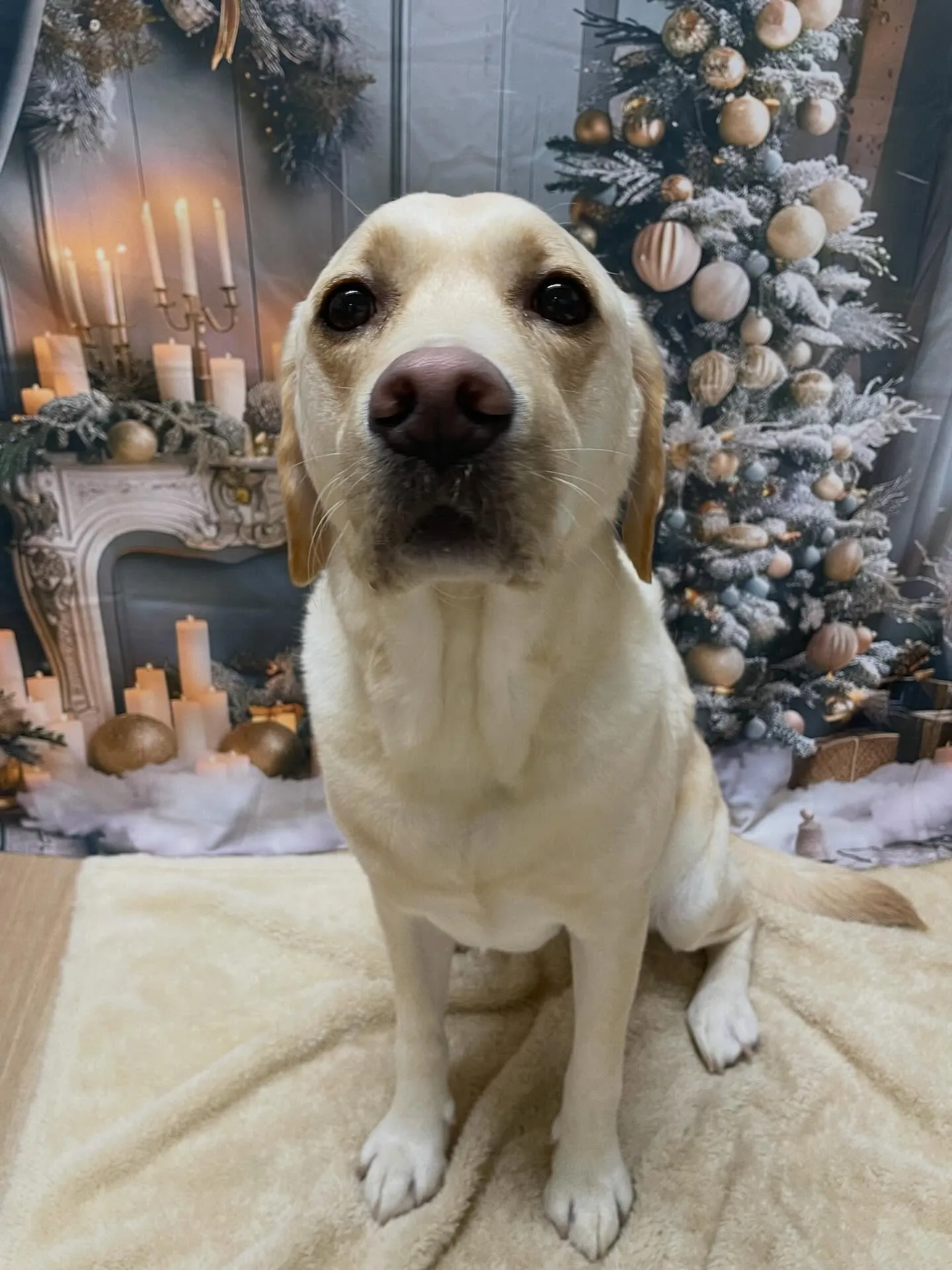 🍃今日のトリミング🍃ラブラドールレトリバー🐶｜名東区・千種区...