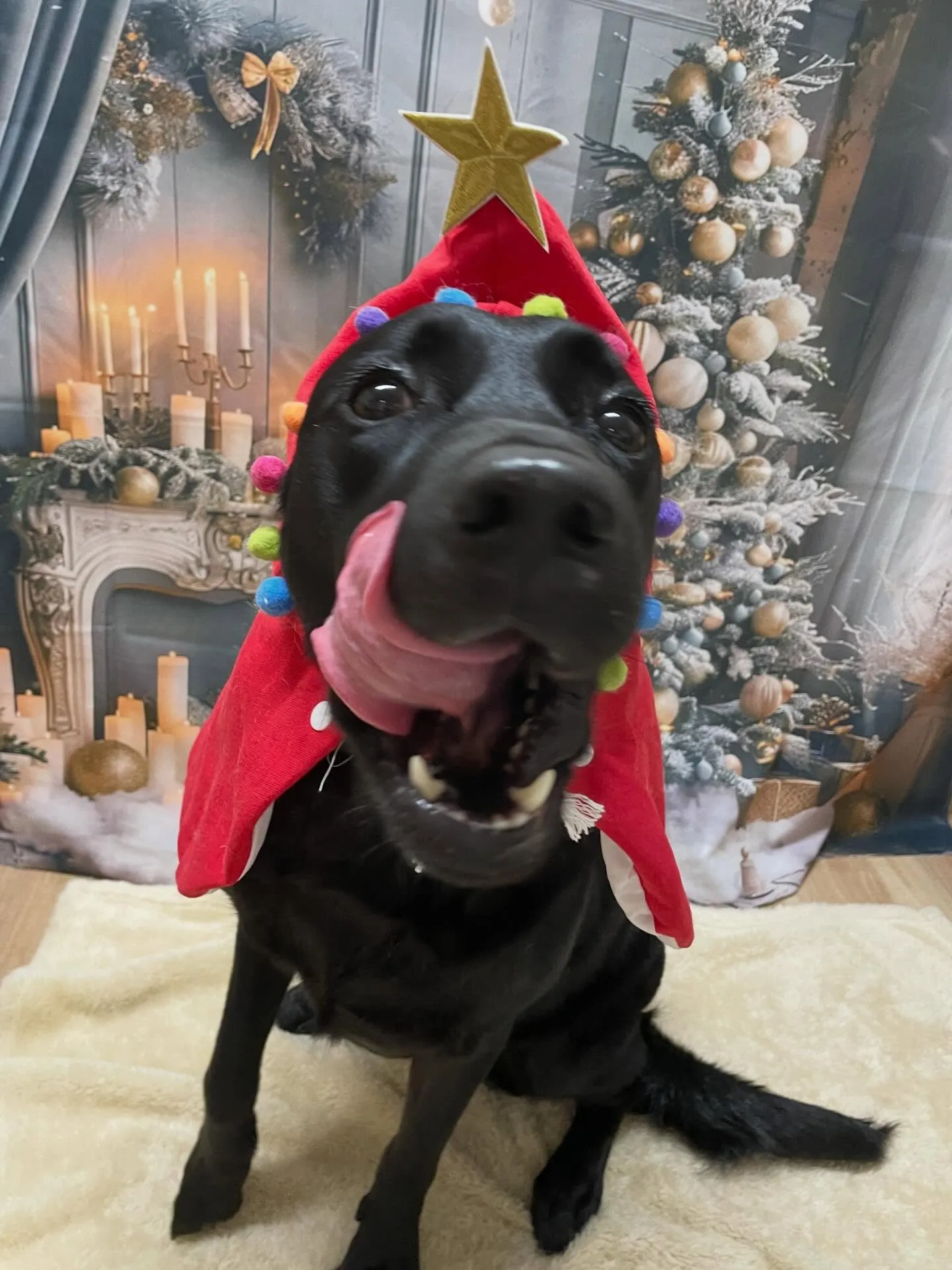 🍃今日のトリミング🍃ラブラドールレトリバー🐶｜名東区・千種区...