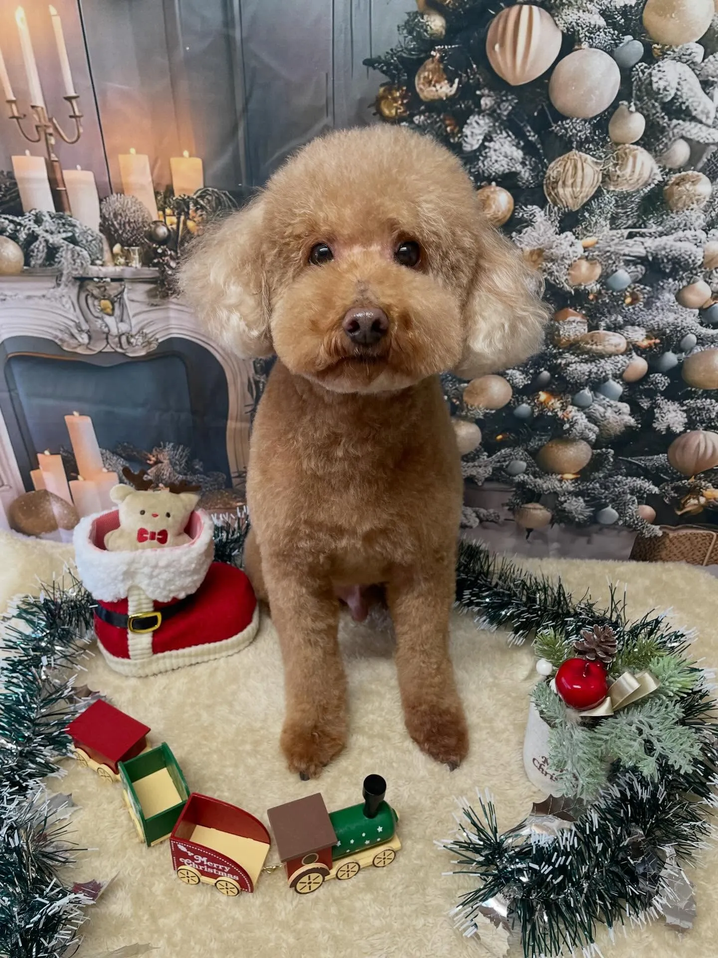 🍃今日のトリミング🍃プードル🐶シュナウザー🐶|名東区・千種区...