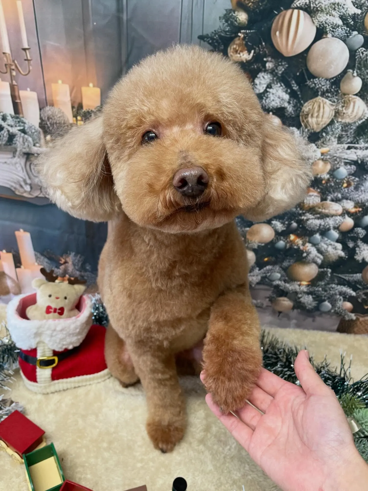 🍃今日のトリミング🍃プードル🐶シュナウザー🐶|名東区・千種区...
