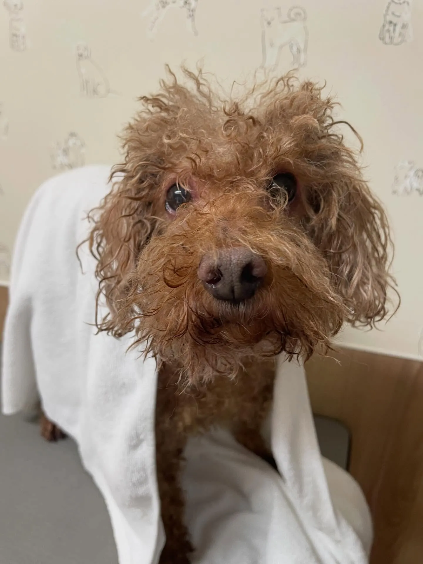 🍃今日のトリミング🍃プードル🐶シュナウザー🐶|名東区・千種区...