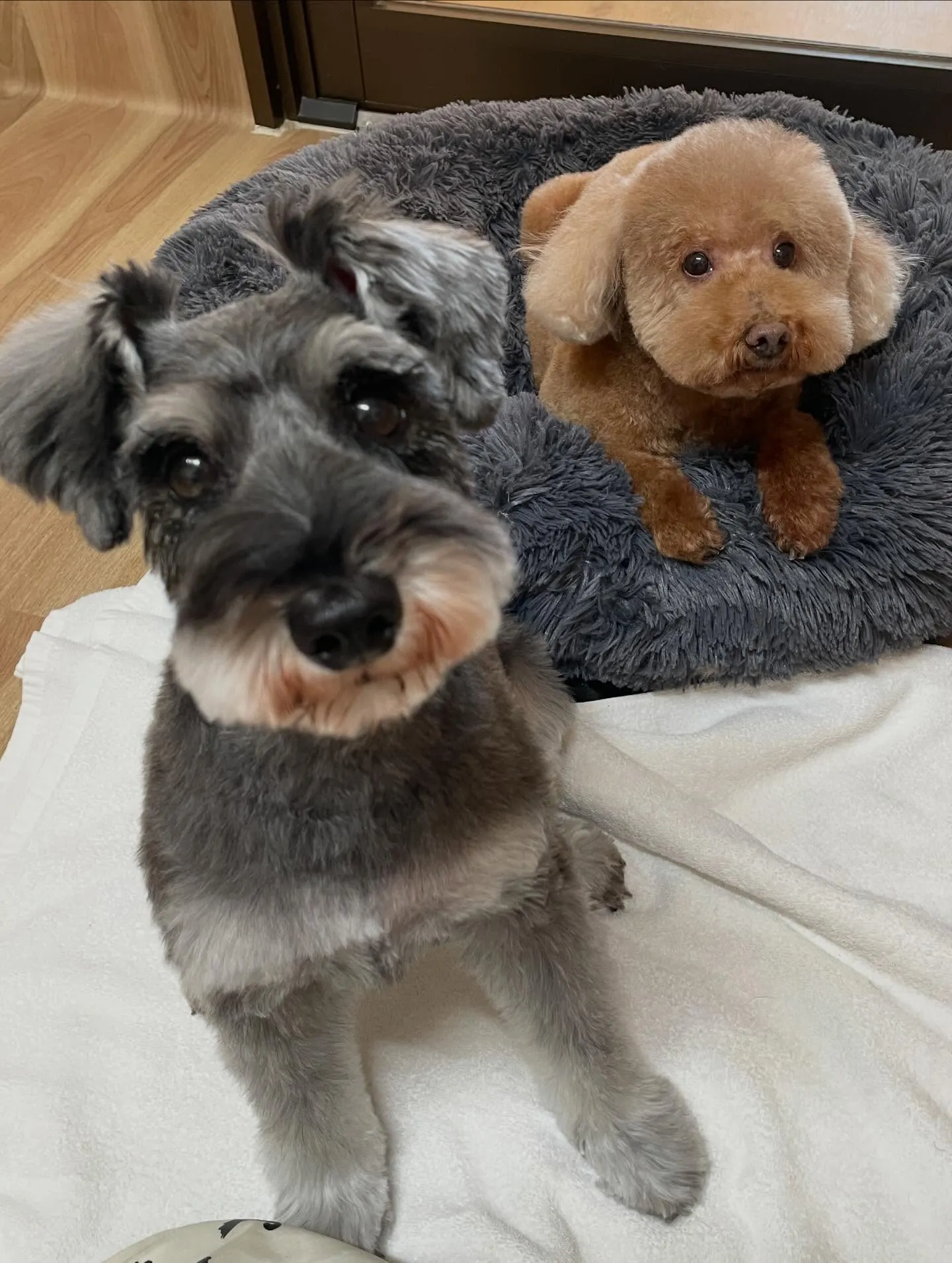 🍃今日のトリミング🍃プードル🐶シュナウザー🐶|名東区・千種区...